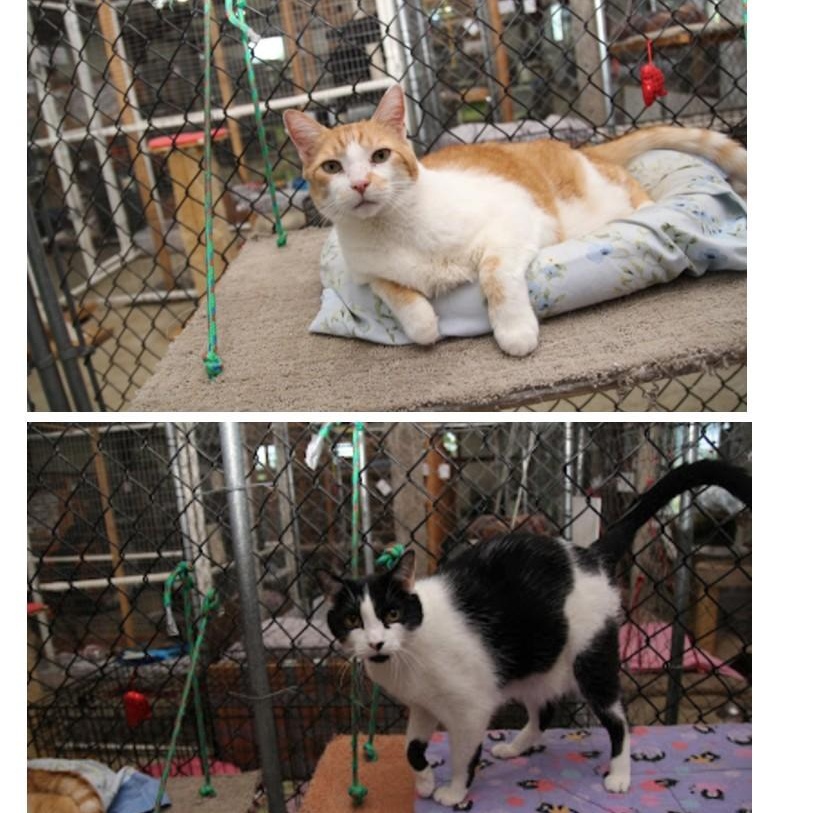 Enlarge PETER AND OREO, a Adoptable mixed breed in Harrisville, UT image 2/3