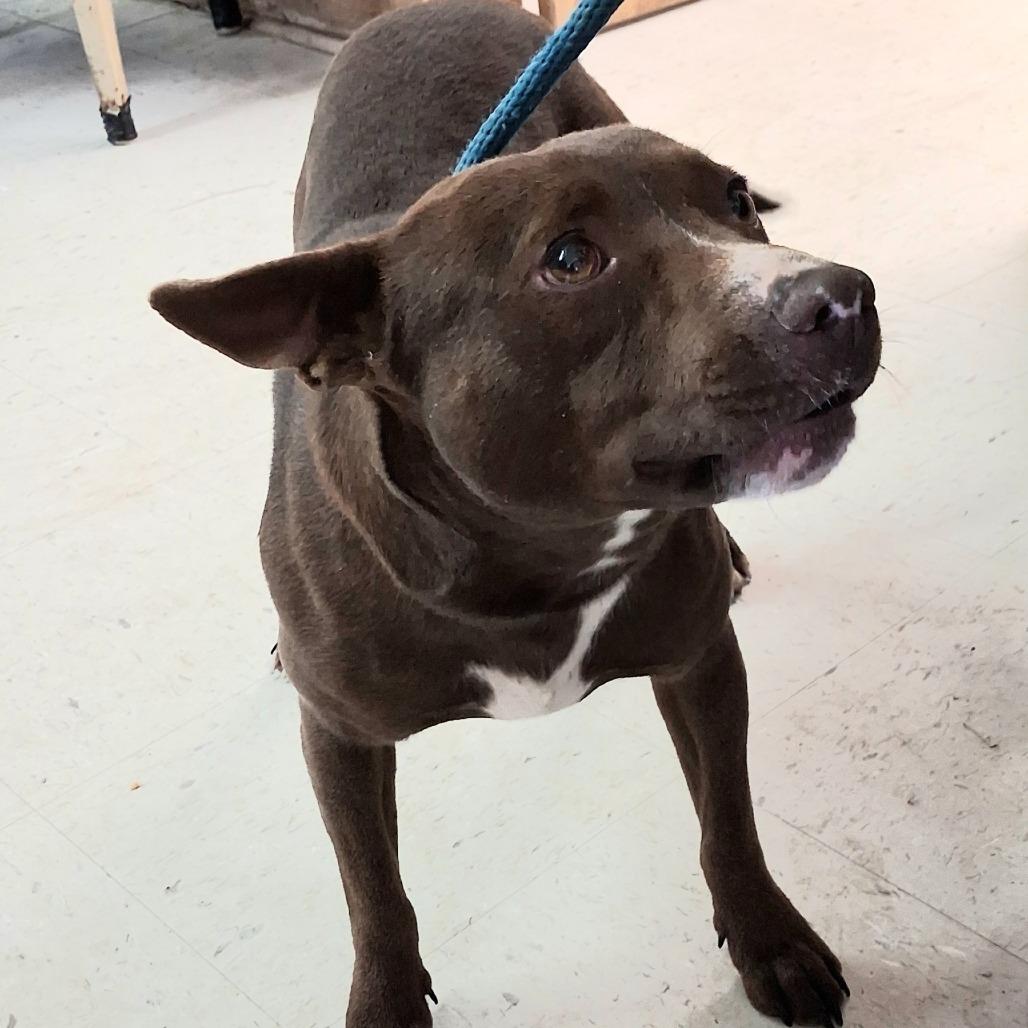 Morgan, Adoptable, Adult Male Mixed Breed.