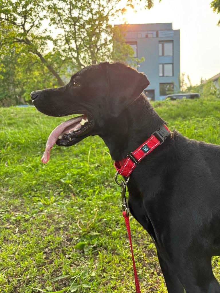 Eddie, a Adoptable mixed breed in Minneapolis, MN image 1/6