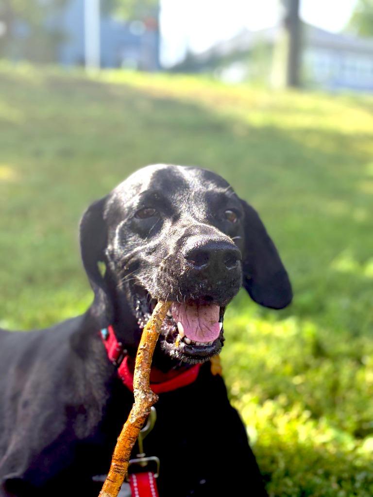 Eddie, a Adoptable mixed breed in Minneapolis, MN image 2/6