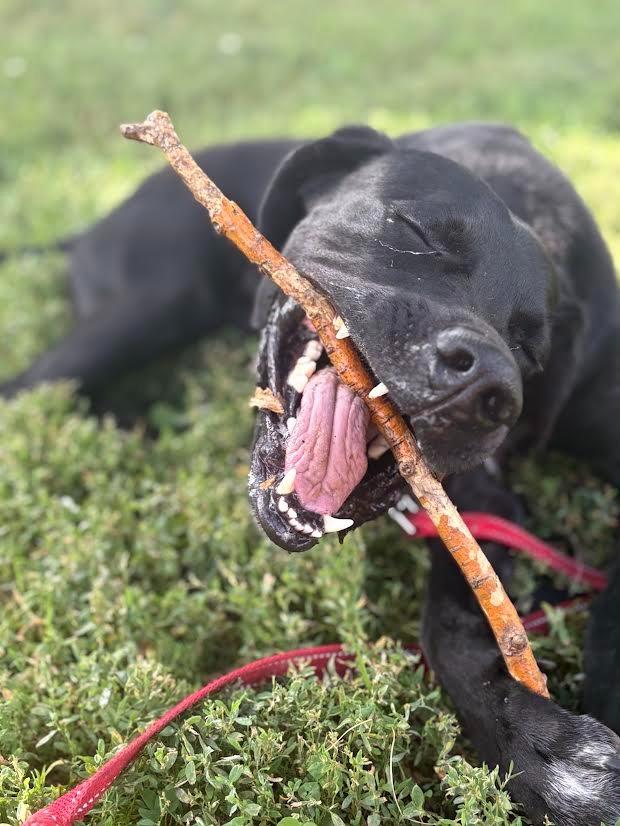 Eddie, a Adoptable mixed breed in Minneapolis, MN image 3/6