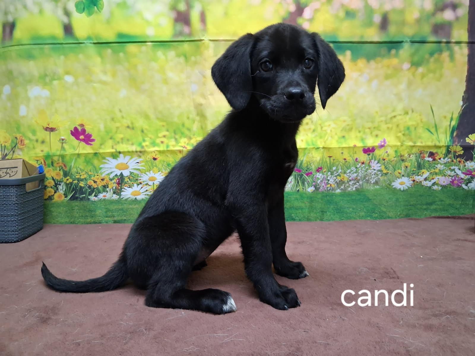 Enlarge Candi, an adopted mixed breed in Urbana, OH image 1/1