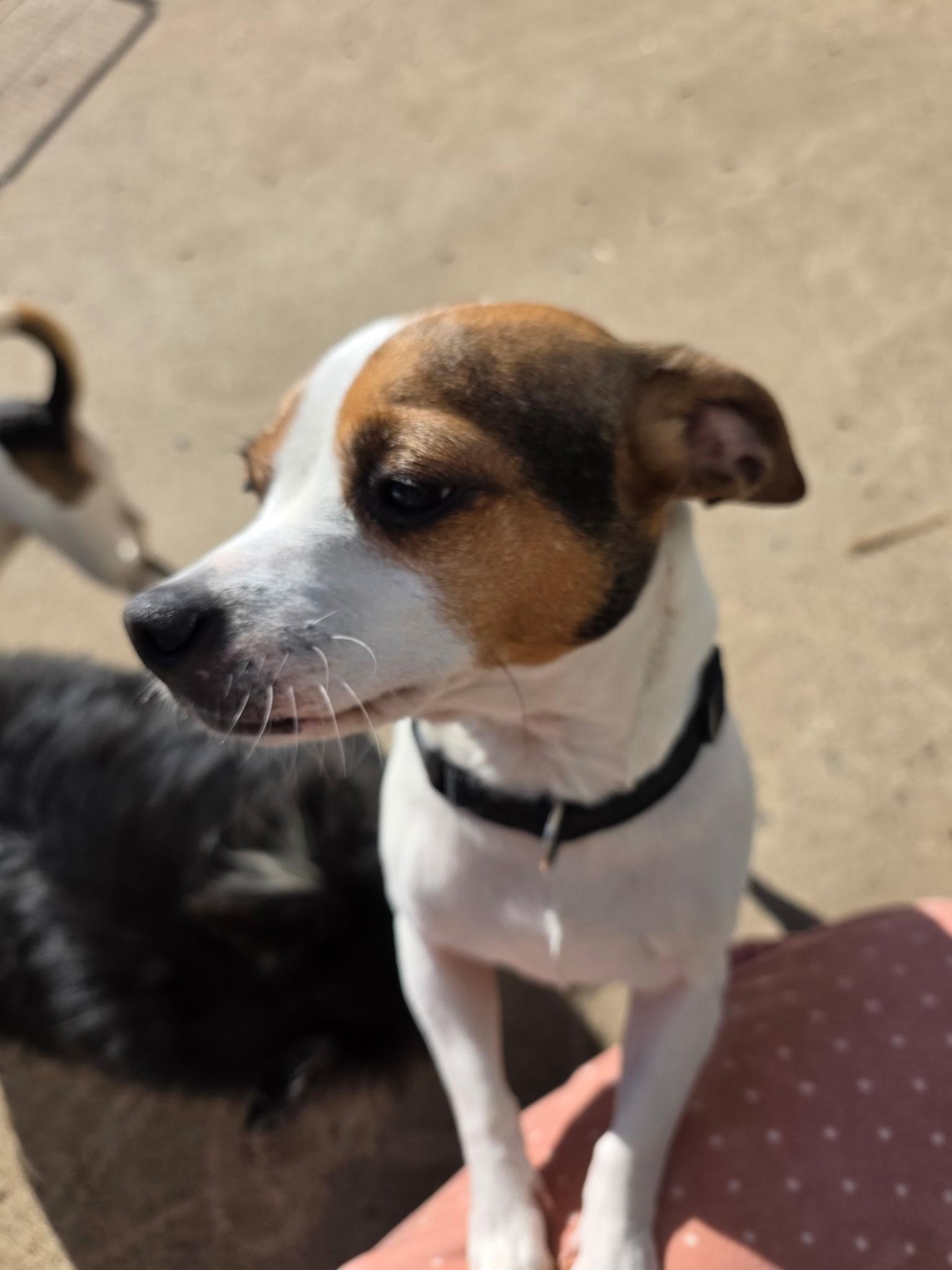 Spot, ADOPTABLE, Young Male Jack Russell Terrier.