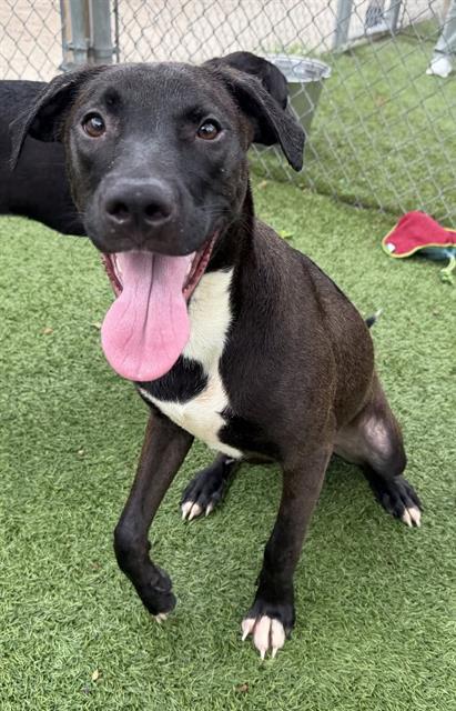 PUFFIN, Adoptable, Young Female Mixed Breed.