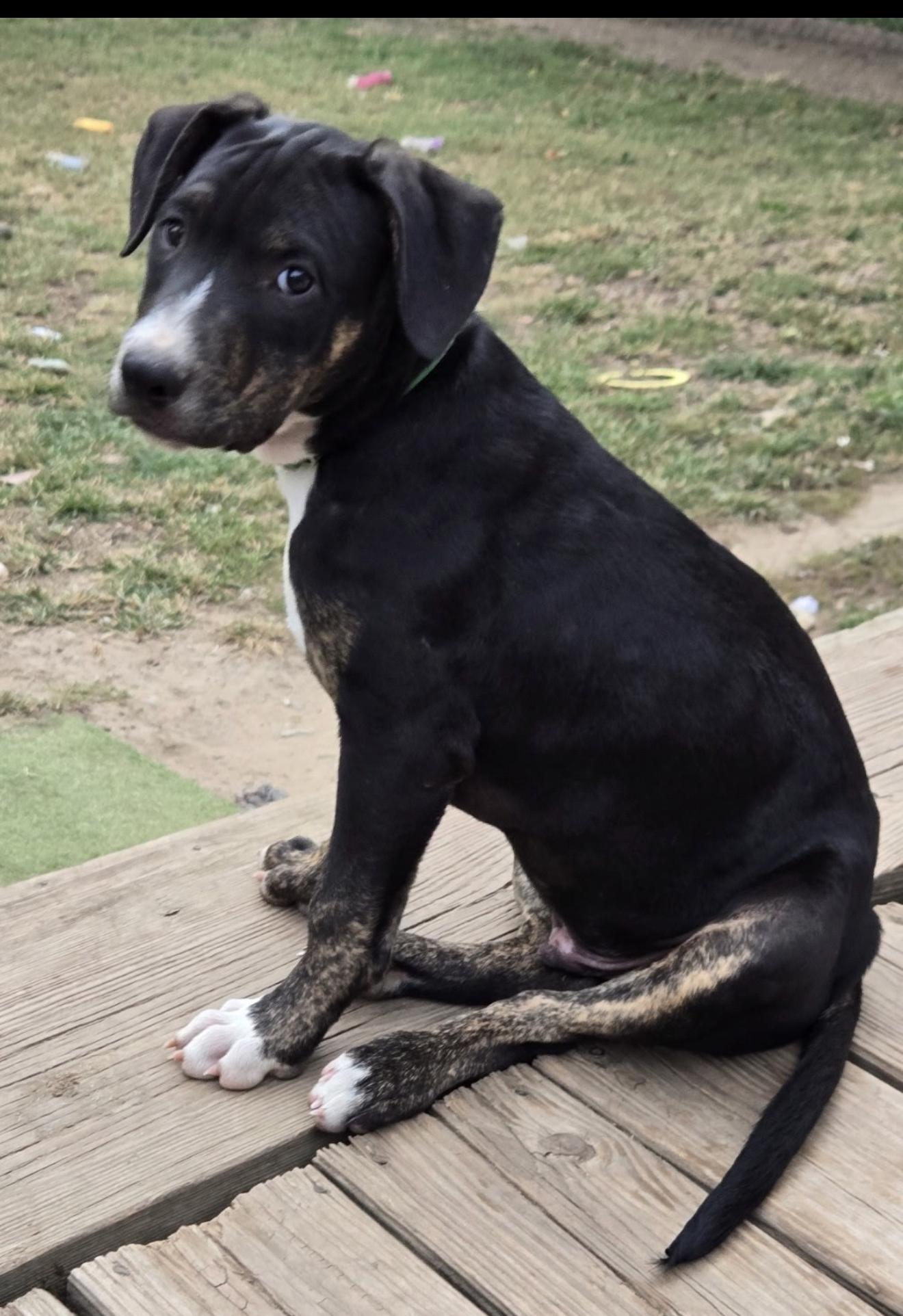 Old Fashioned, Adoptable, Puppy Male Border Collie & Pit Bull Terrier.