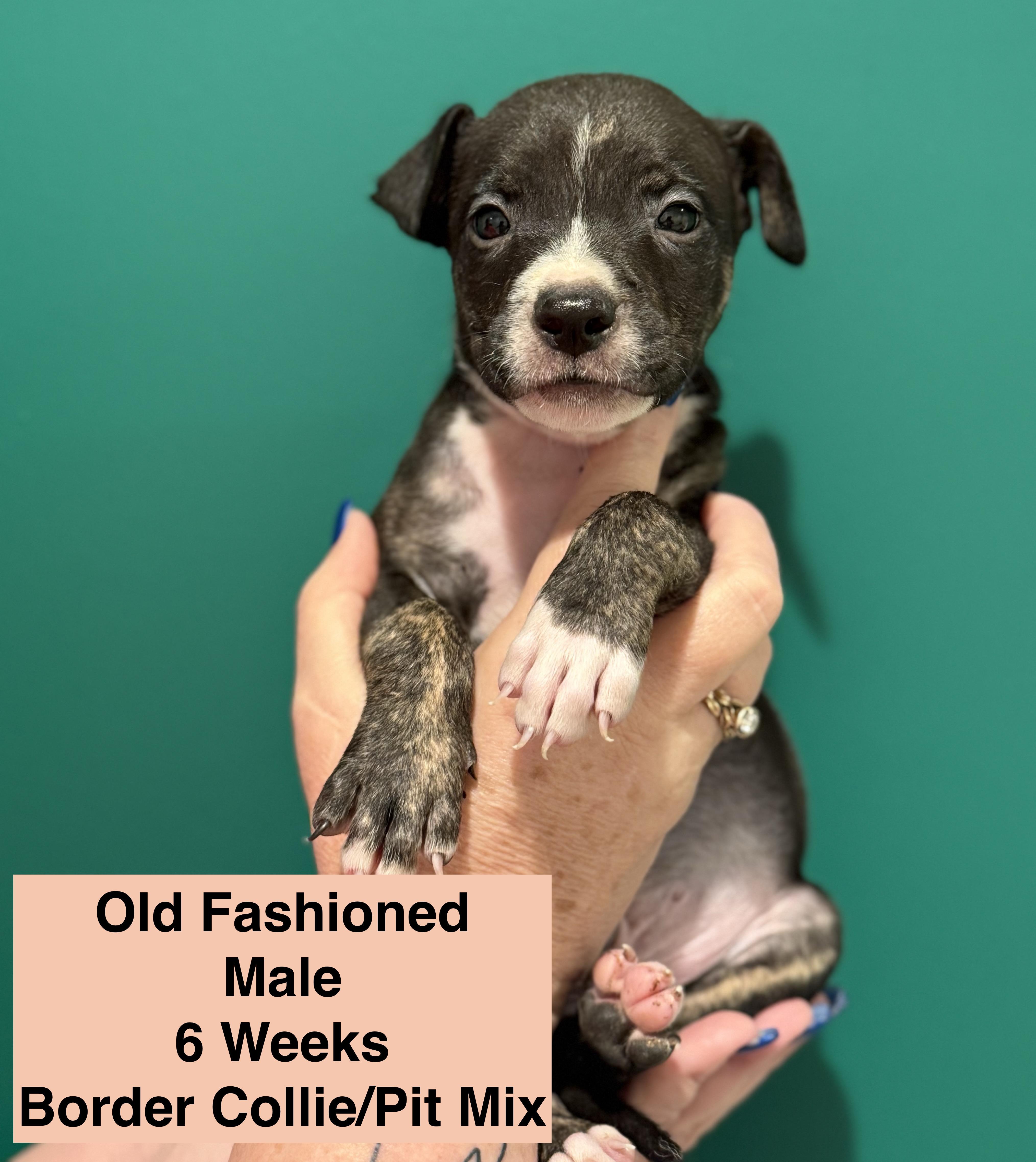 Old Fashioned, a Adoptable mixed breed in Blue Springs, MO image 2/2