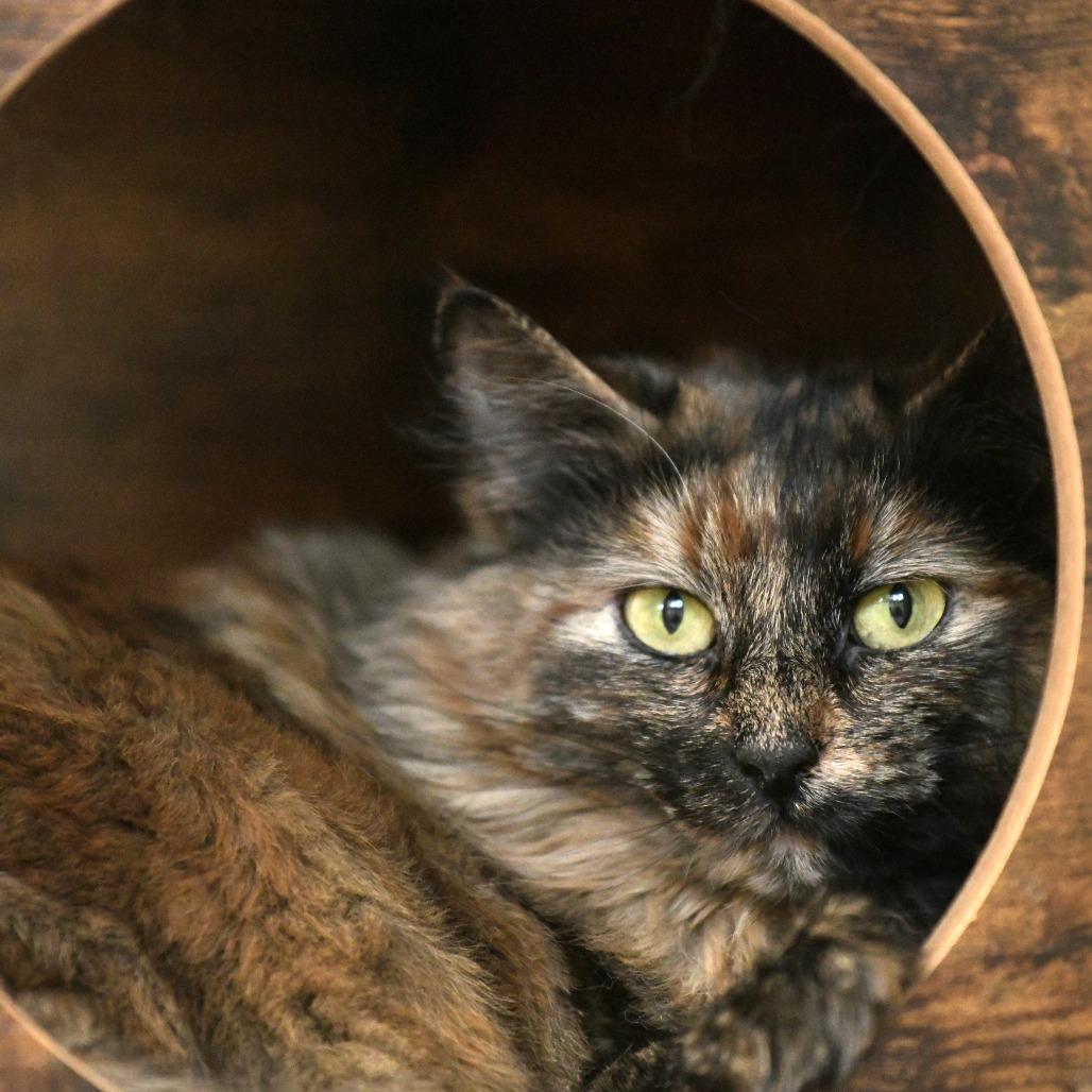 Martha, Adoptable, Adult Female Domestic Medium Hair.