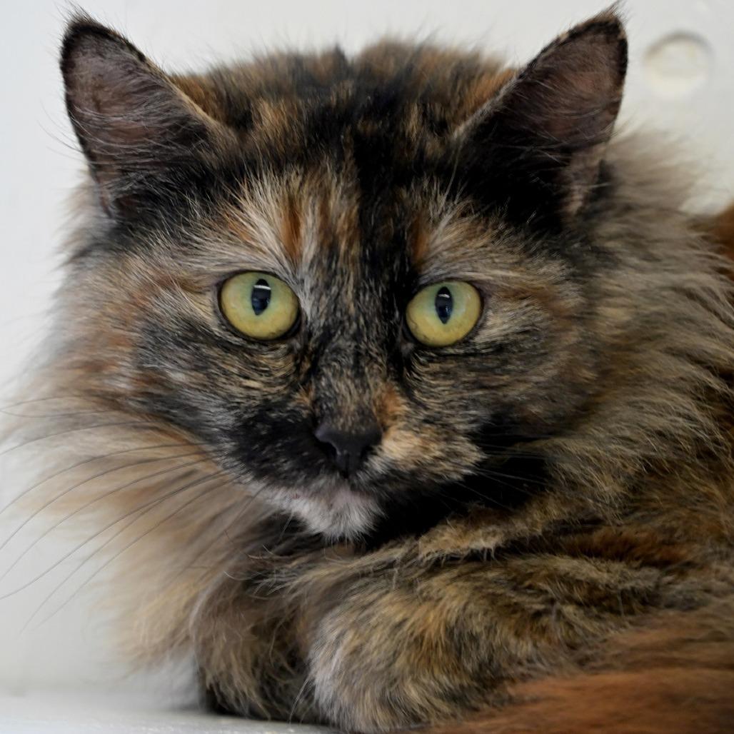 Martha, Adoptable, Adult Female Domestic Medium Hair.