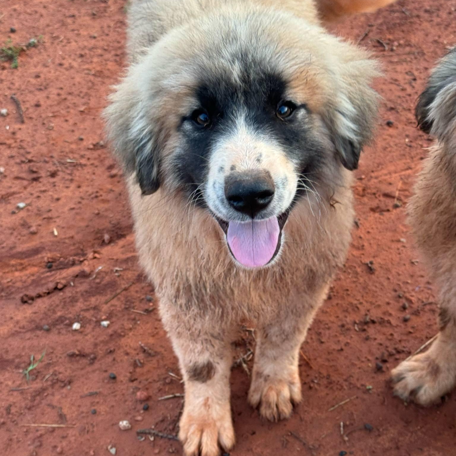 Mia, an adopted mixed breed in Noble, OK image 5/6