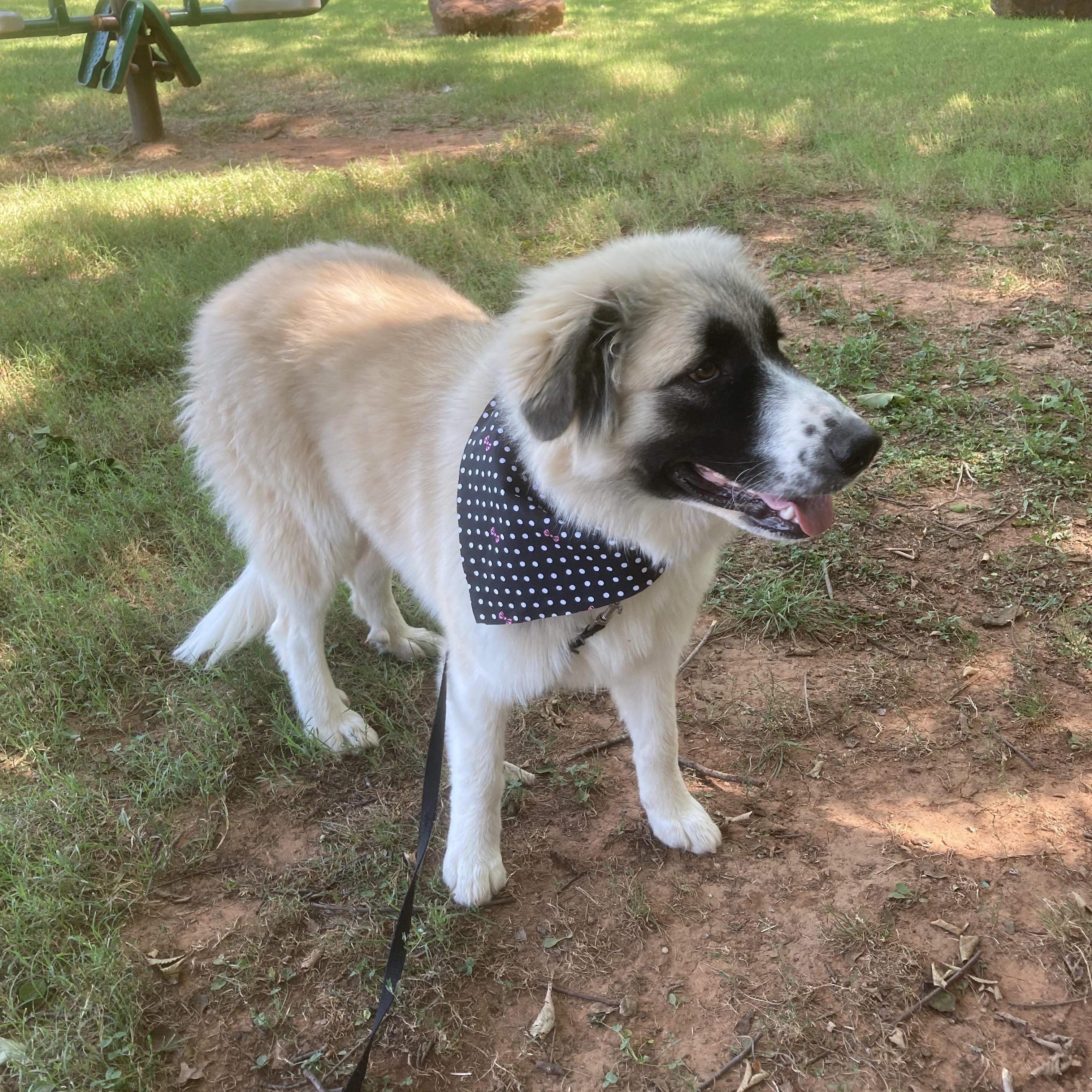 Mia, an adopted mixed breed in Noble, OK image 3/6