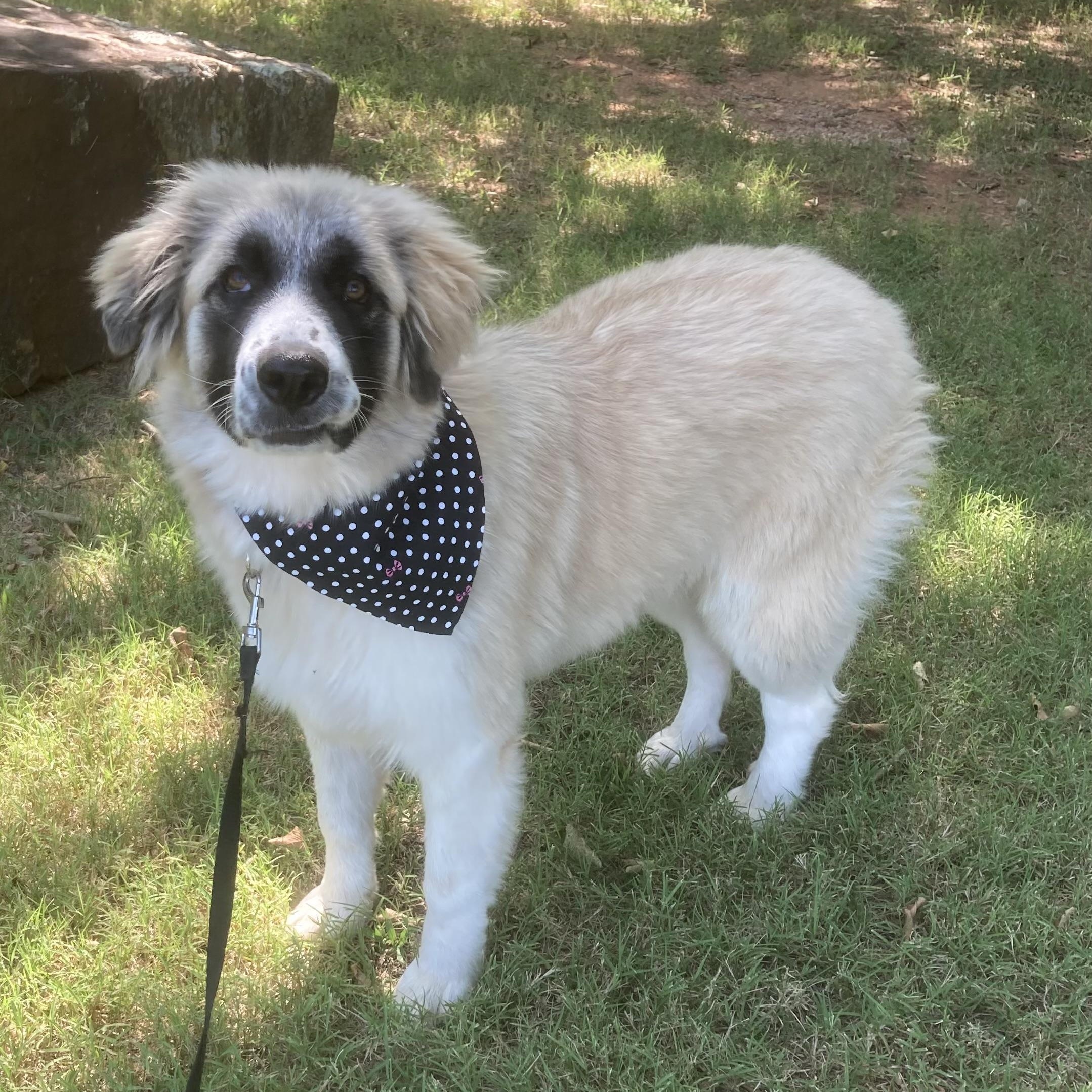 Mia, an adopted mixed breed in Noble, OK image 4/6