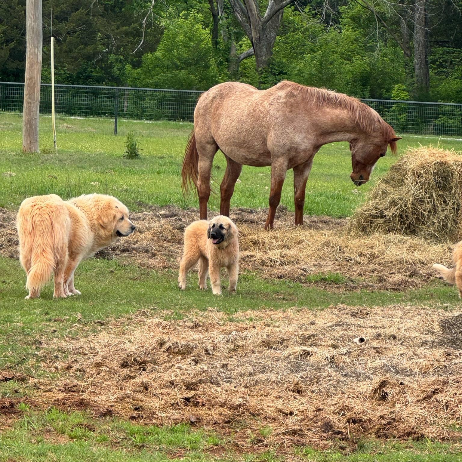 Mia, an adopted mixed breed in Noble, OK image 6/6