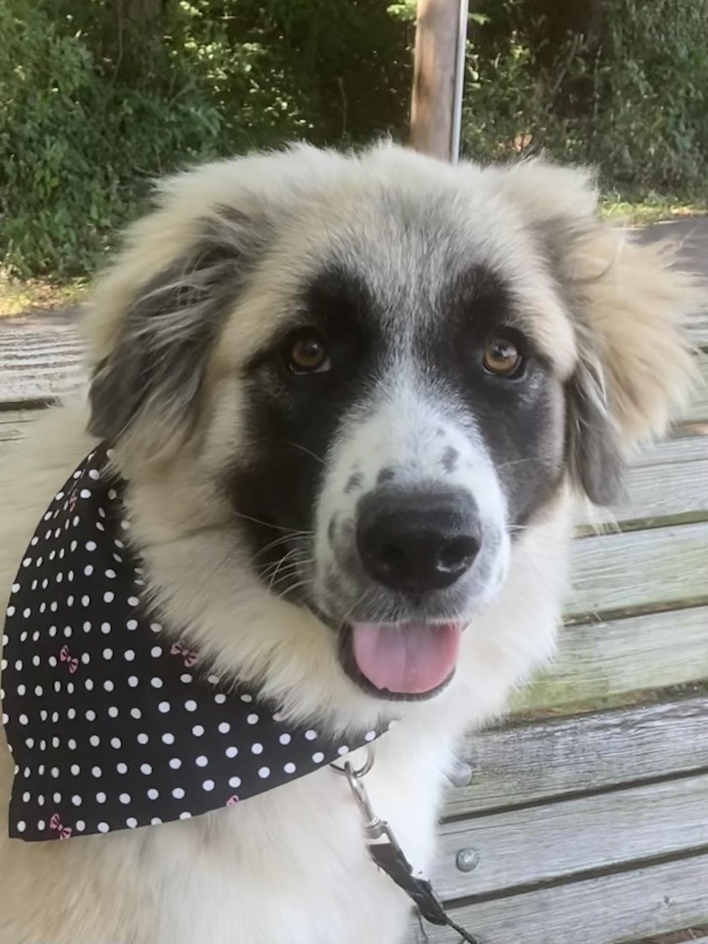 Mia, an adopted mixed breed in Noble, OK image 1/6