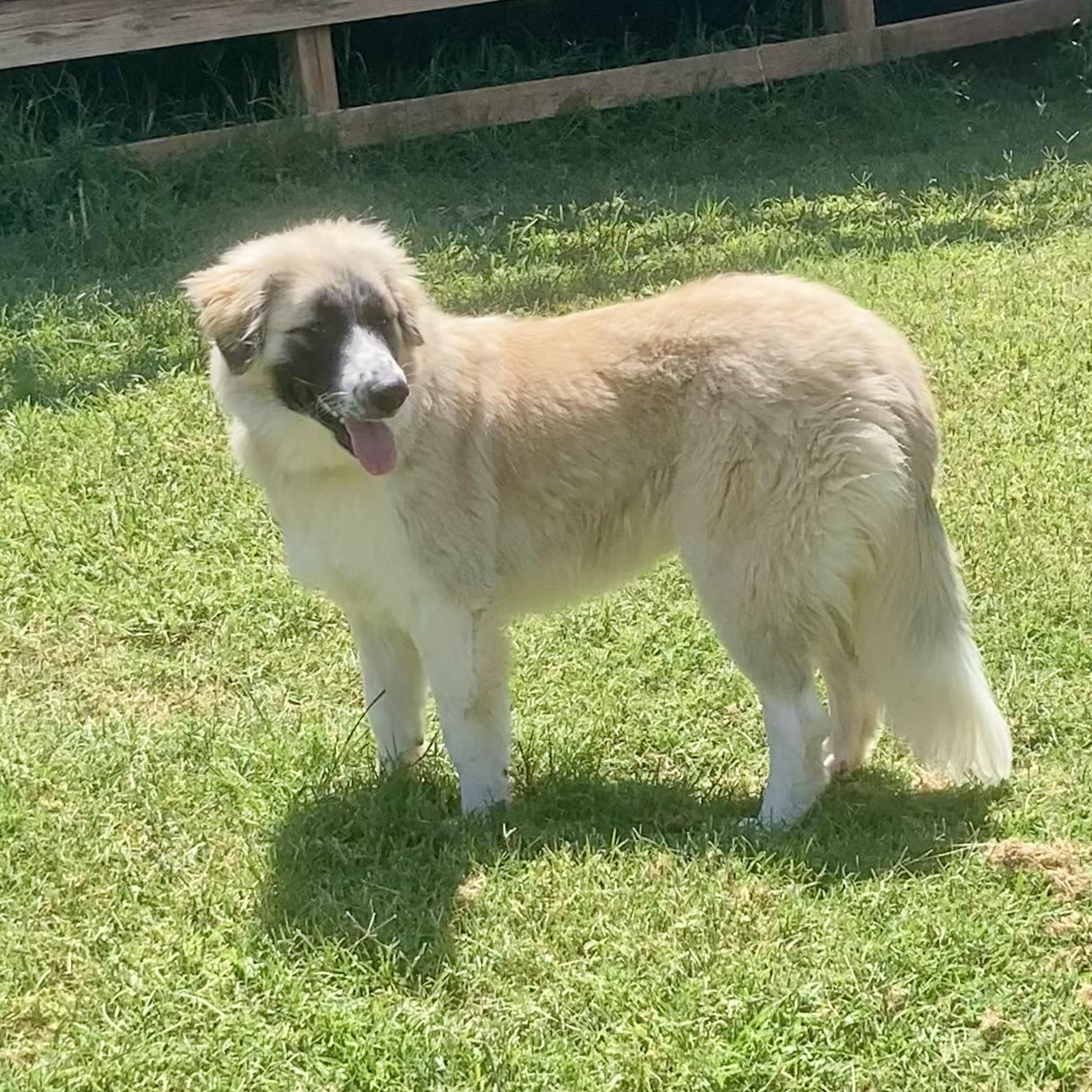 Mia, an adopted mixed breed in Noble, OK image 2/6