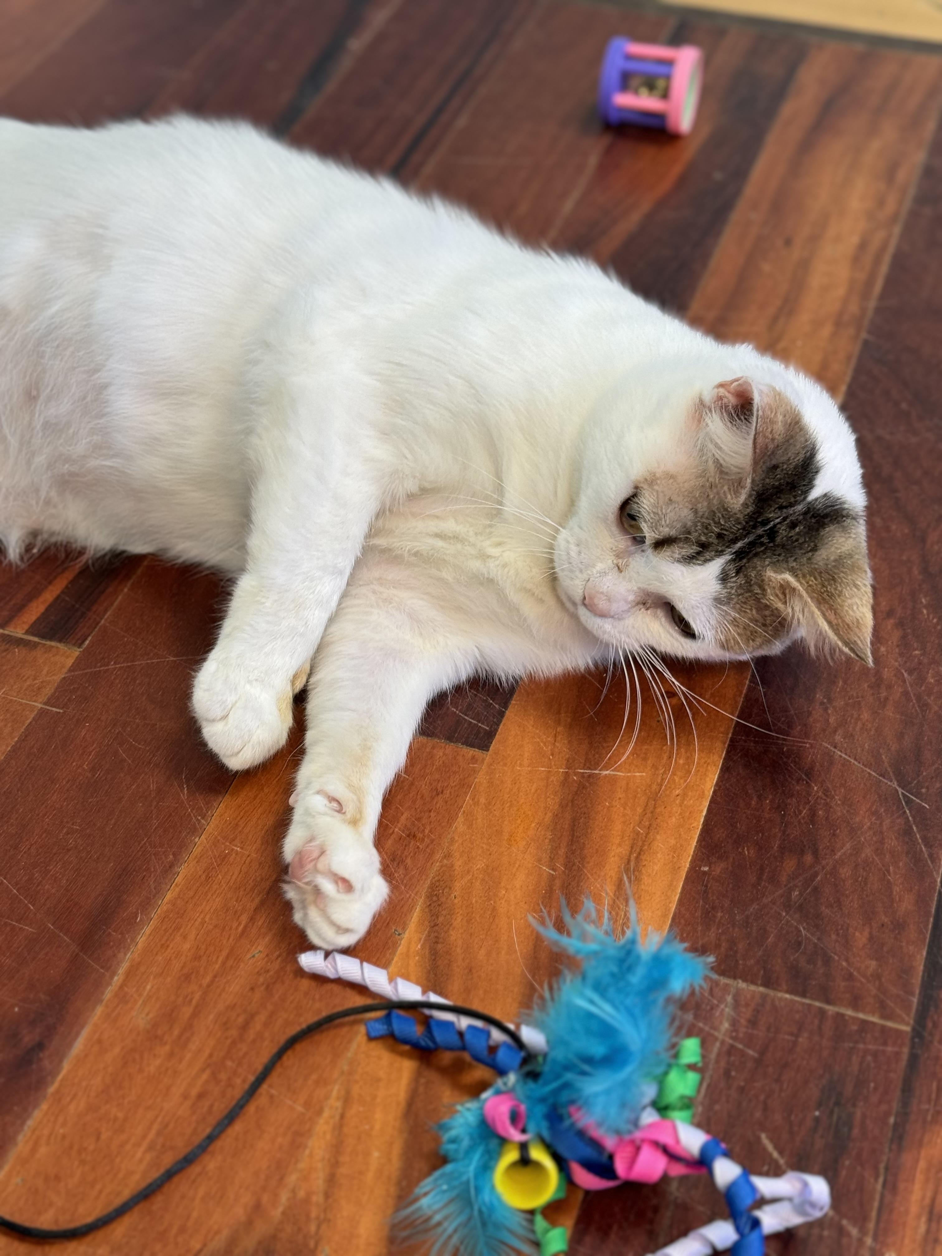 Enlarge Dave Adult Male White & Tabby , a ADOPTABLE Domestic Short Hair in Monroe, NC image 3/6