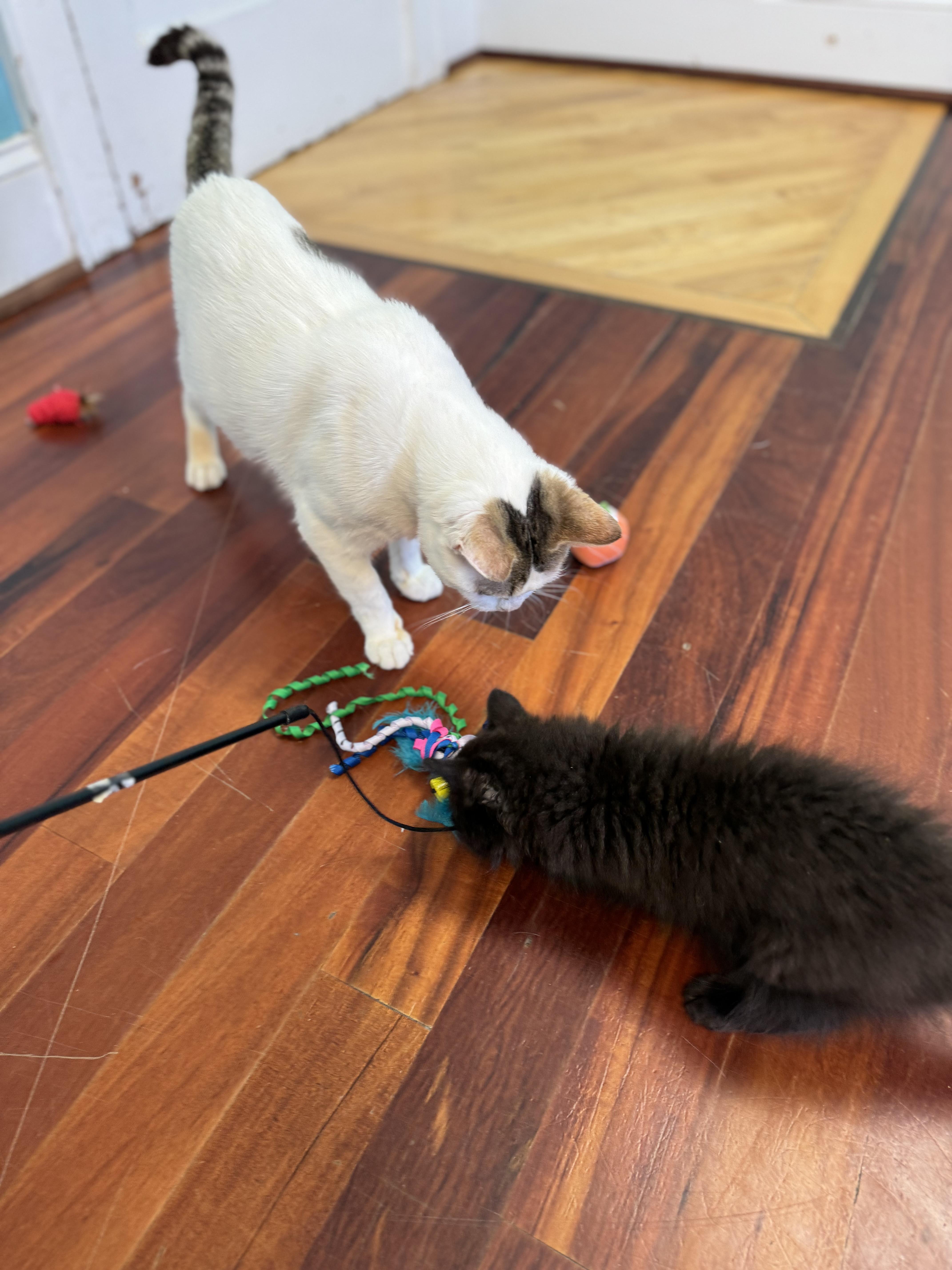 Enlarge Dave Adult Male White & Tabby , a ADOPTABLE Domestic Short Hair in Monroe, NC image 6/6