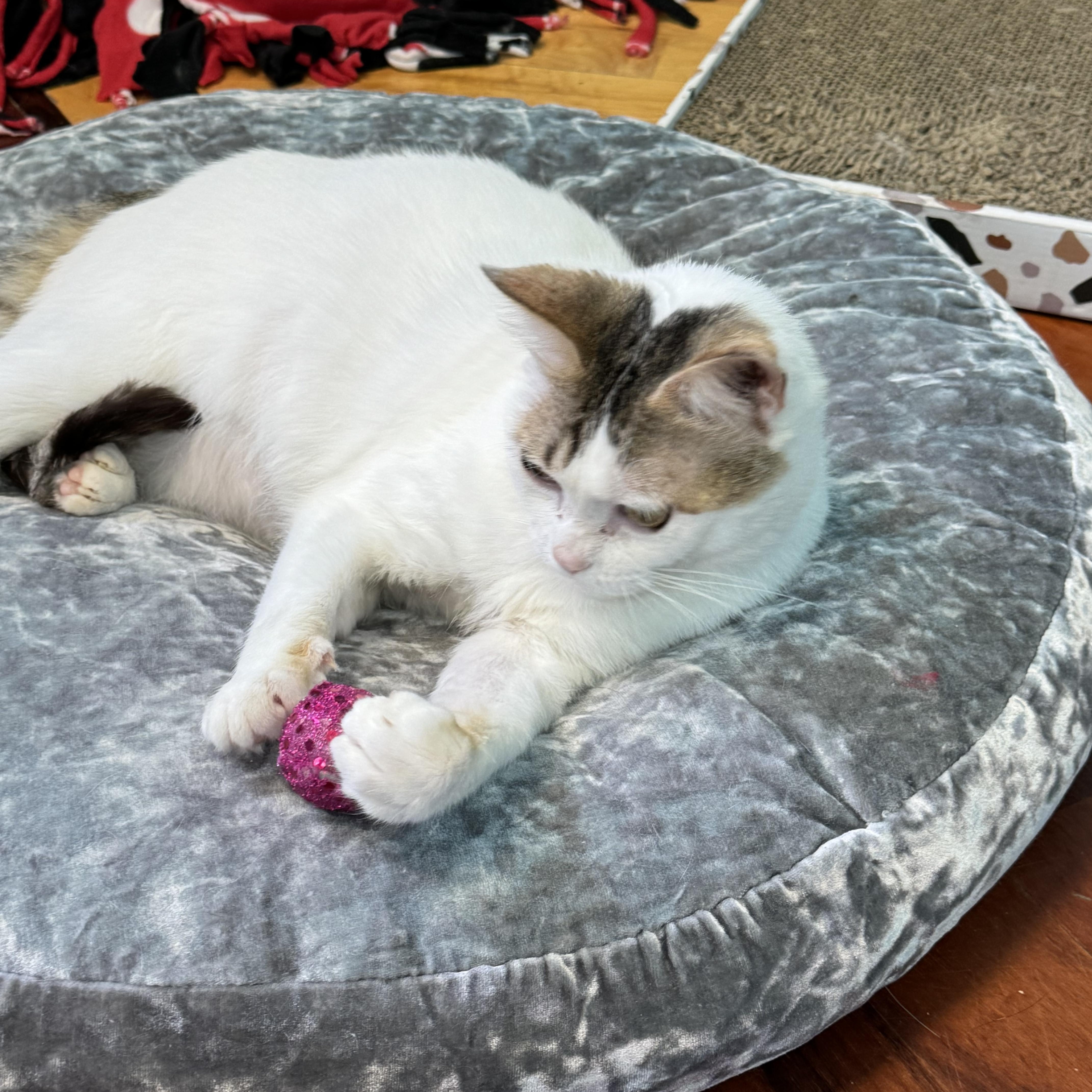 Enlarge Dave Adult Male White & Tabby , a ADOPTABLE Domestic Short Hair in Monroe, NC image 4/6