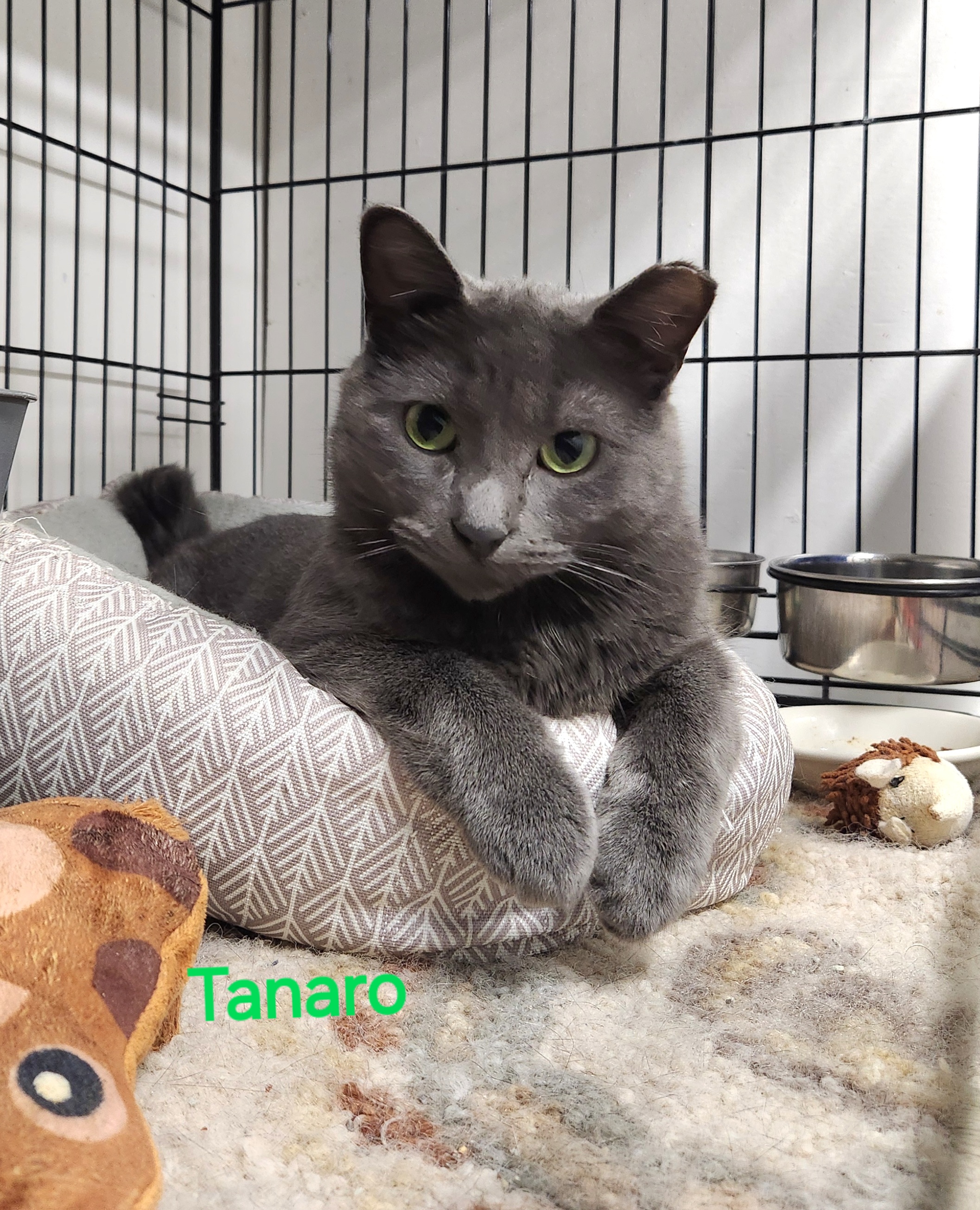 Tanaro, Adopted, Young Male Domestic Short Hair.