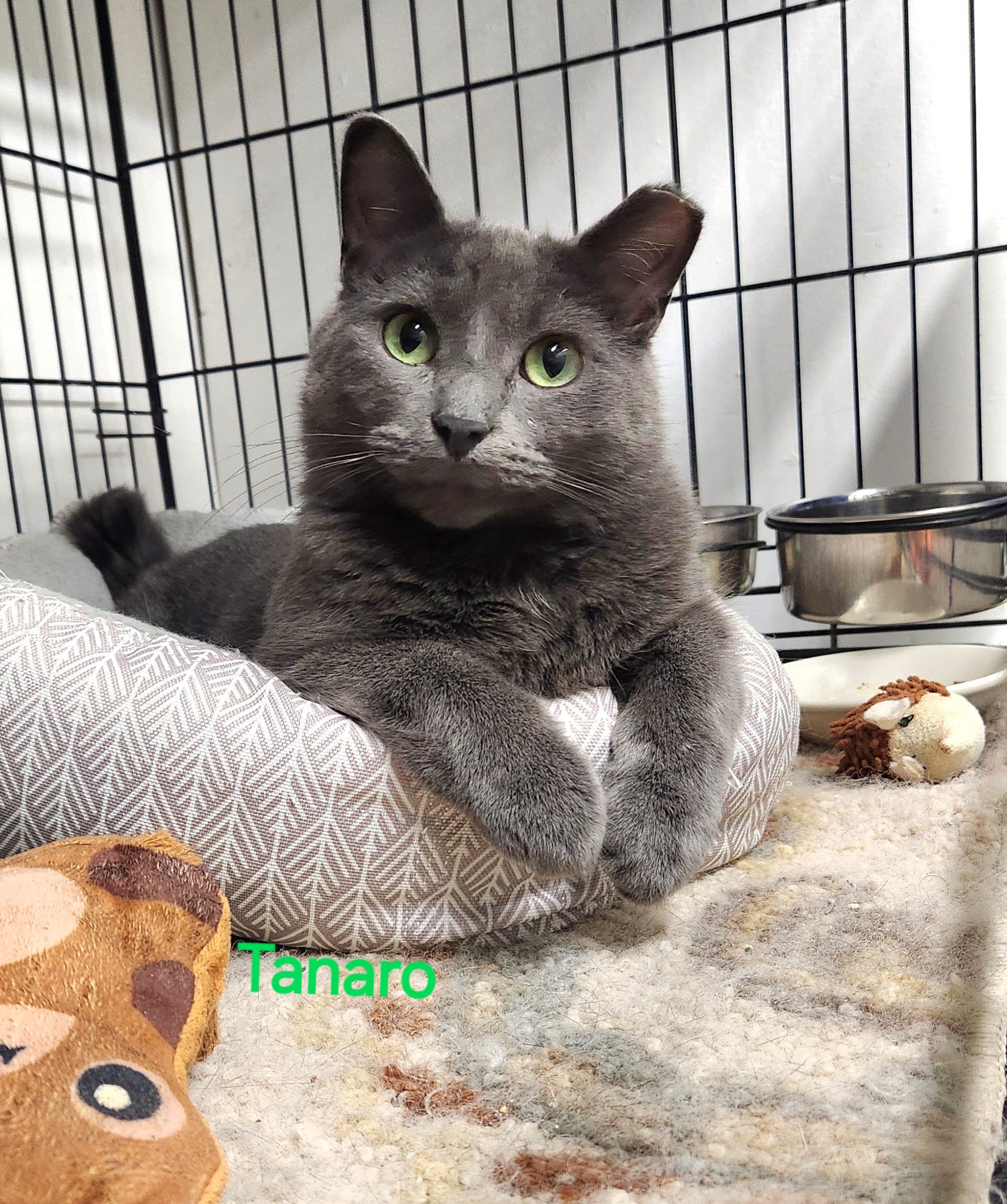 Enlarge Tanaro, a Adopted mixed breed in Whitewater, WI image 2/3