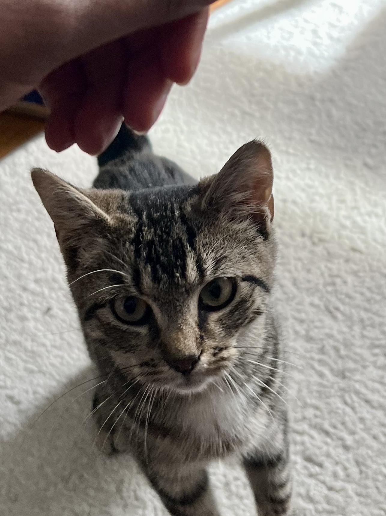 Enlarge Meleys, a Adoptable American Shorthair in East Orange, NJ image 2/6