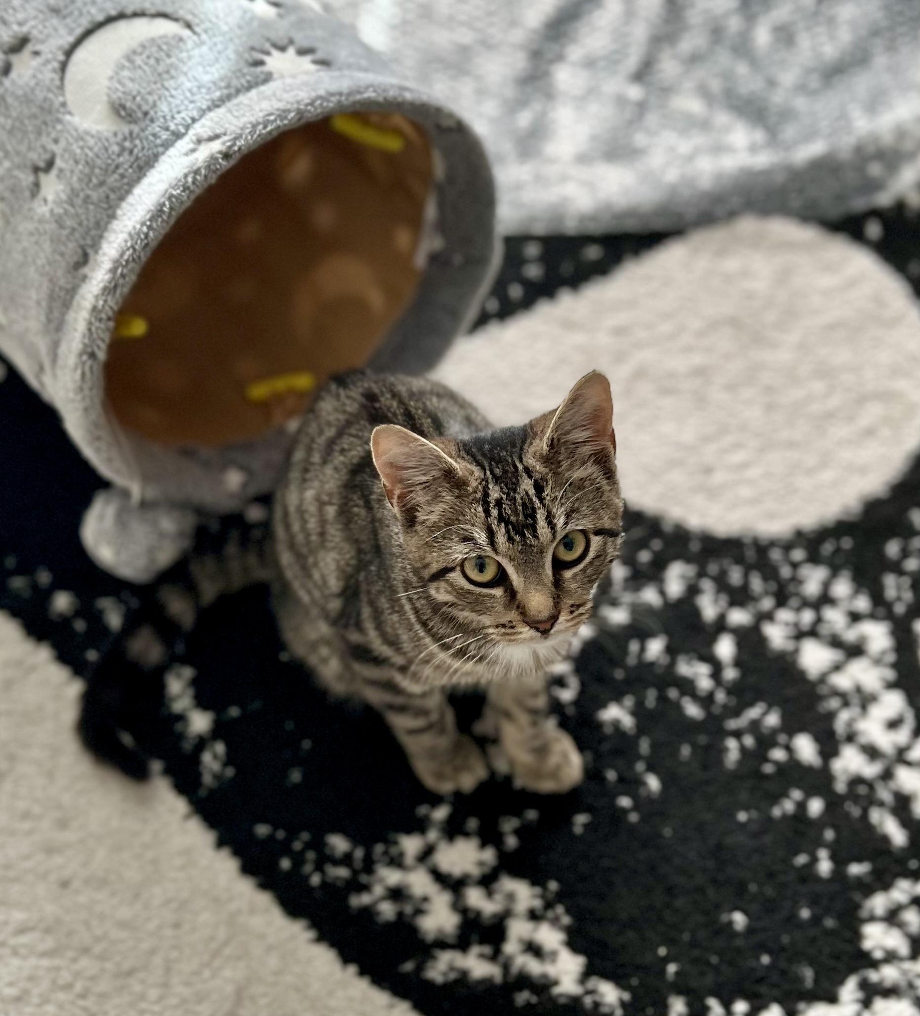 Meleys, Adoptable, Young Female American Shorthair.