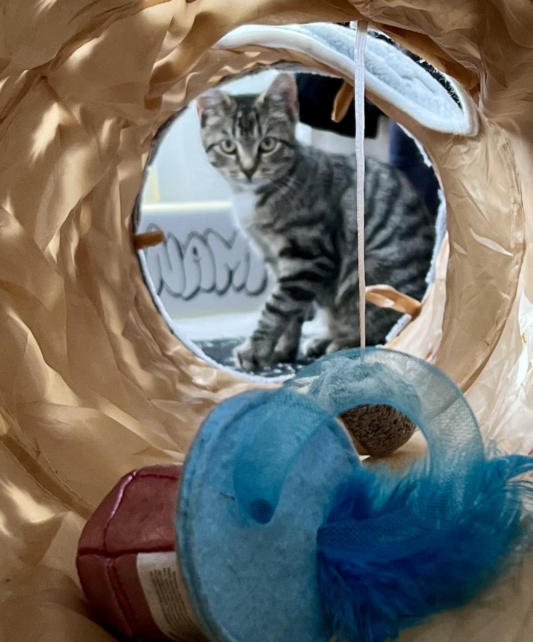 Enlarge Meleys, a Adoptable American Shorthair in East Orange, NJ image 3/6