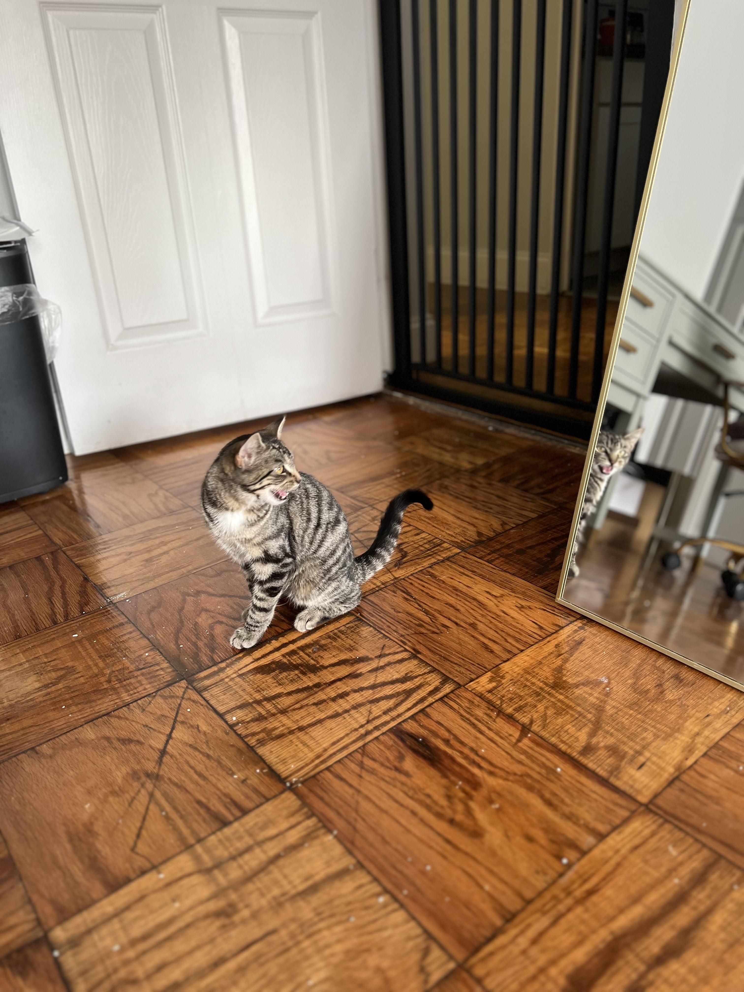 Enlarge Meleys, a Adoptable American Shorthair in East Orange, NJ image 4/6