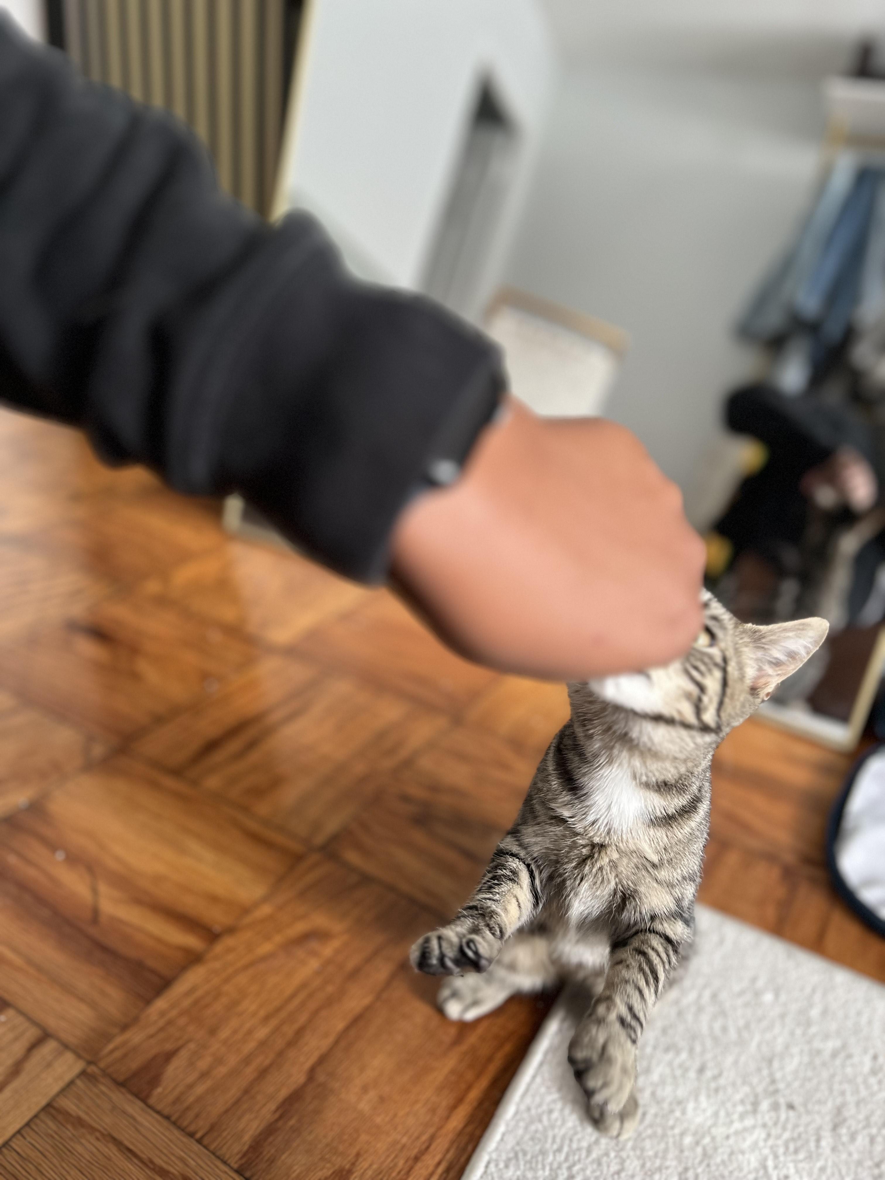 Enlarge Meleys, a Adoptable American Shorthair in East Orange, NJ image 5/6