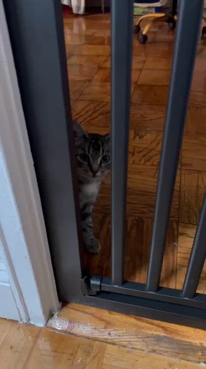 Enlarge Meleys, a Adoptable American Shorthair in East Orange, NJ video 6/6