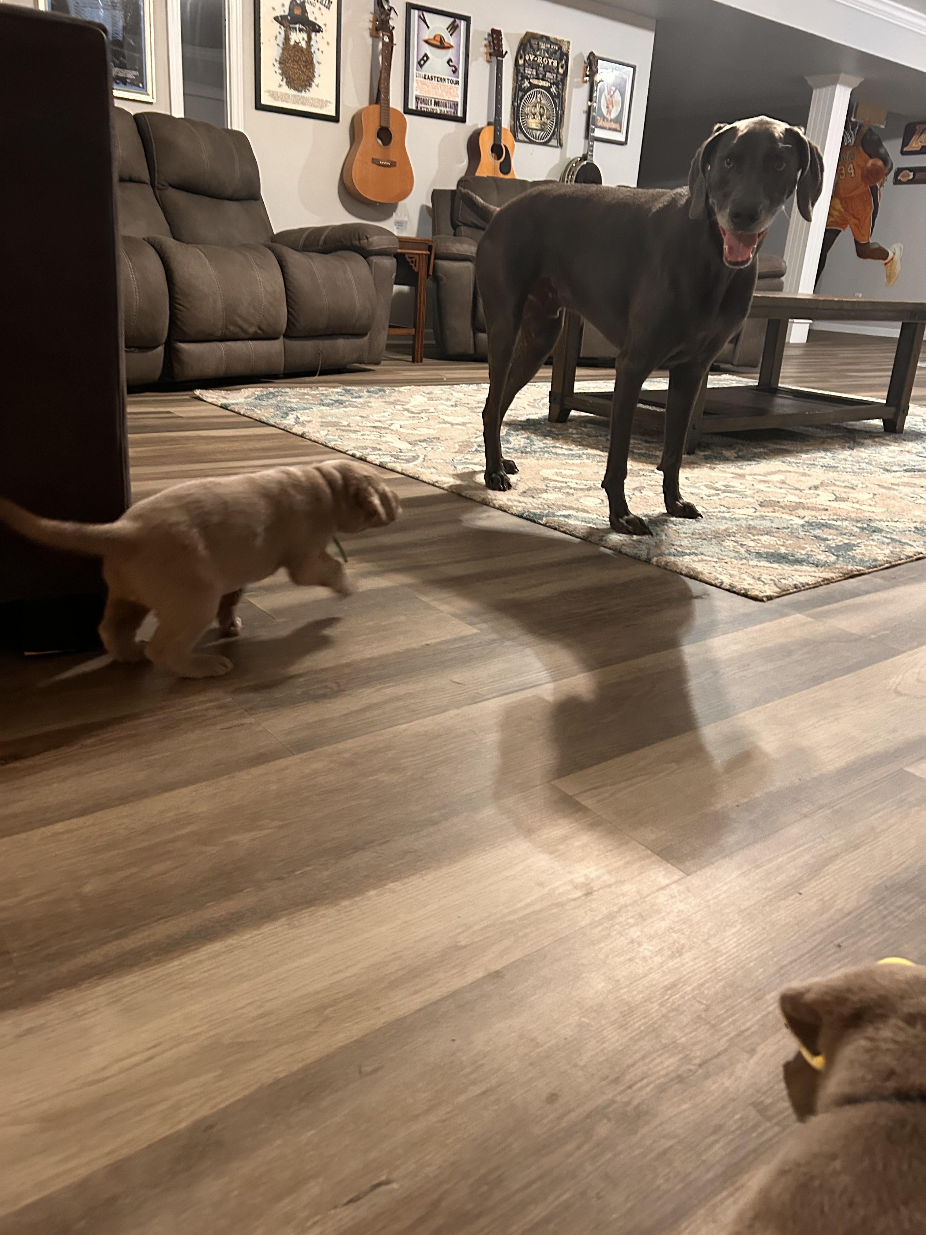 Gwen, adopted, Puppy Female Labrador Retriever.