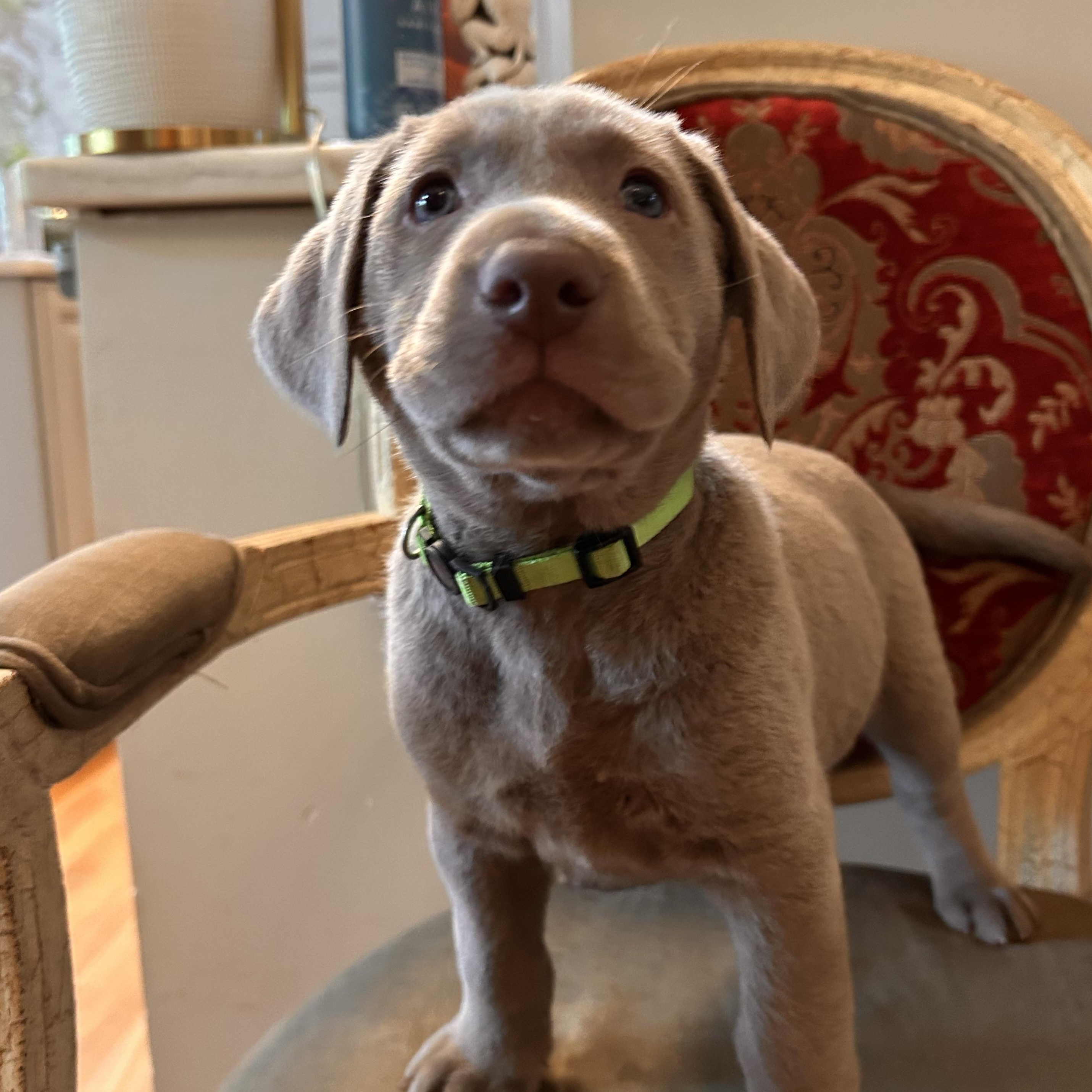 Enlarge Gwen, an adopted Labrador Retriever in Jeffersonville, IN image 2/3