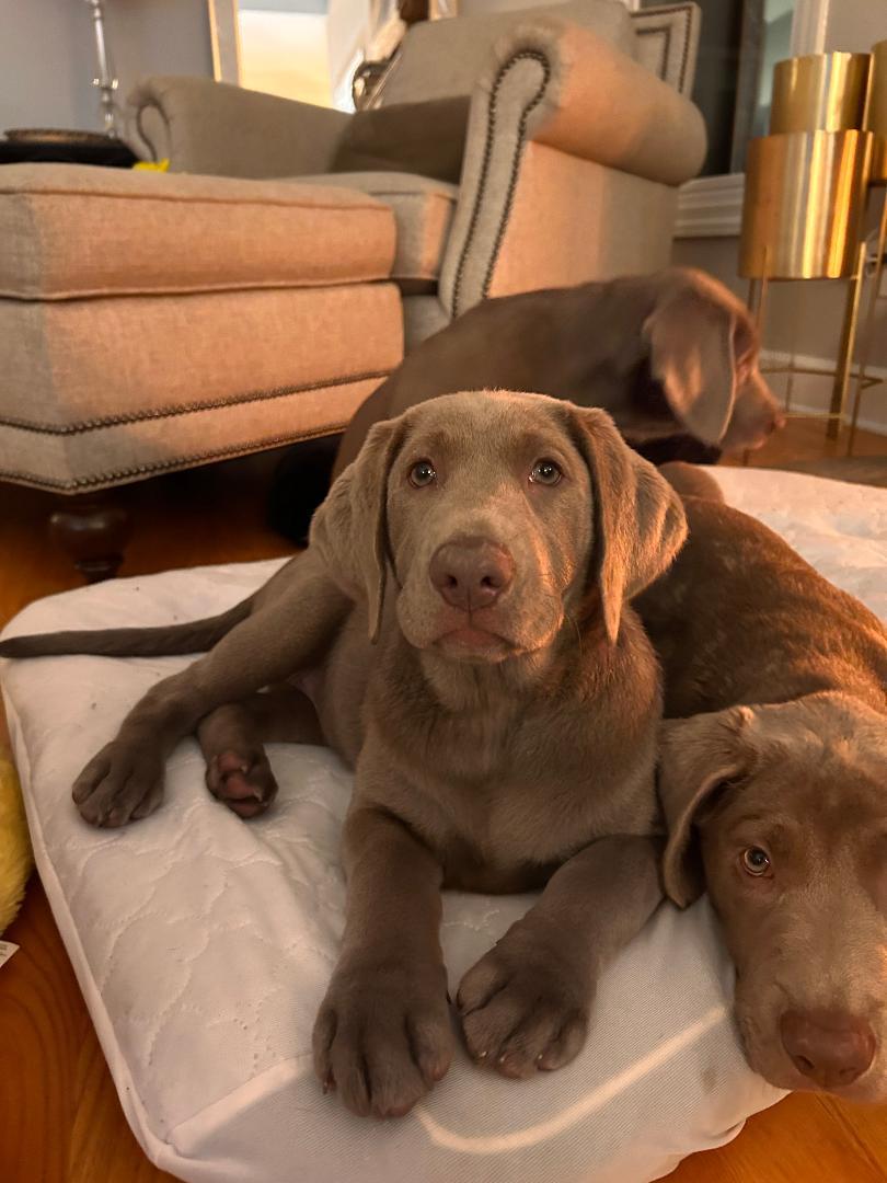 Enlarge Gwen, an adopted Labrador Retriever in Jeffersonville, IN image 3/3