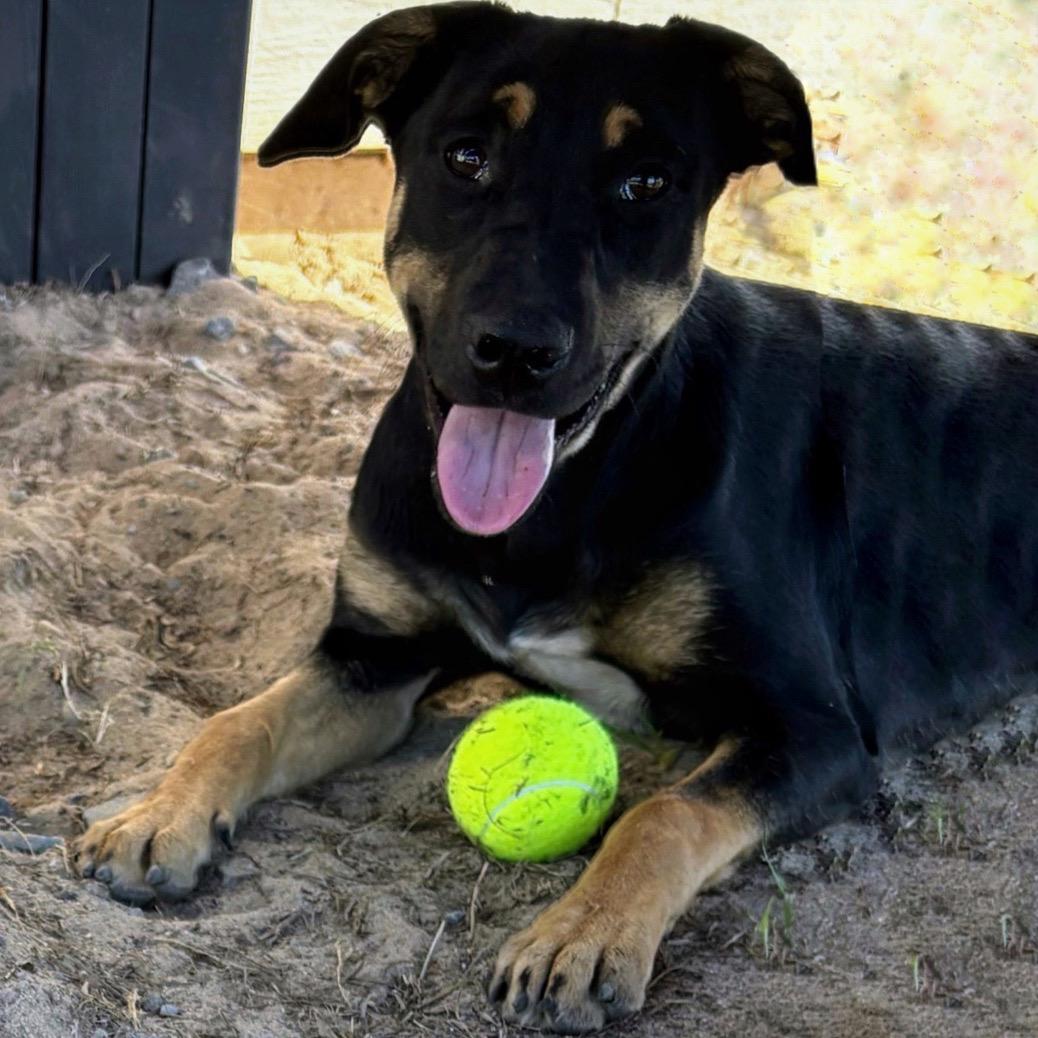 Olive, a Adoptable mixed breed in Valdosta, GA image 1/6