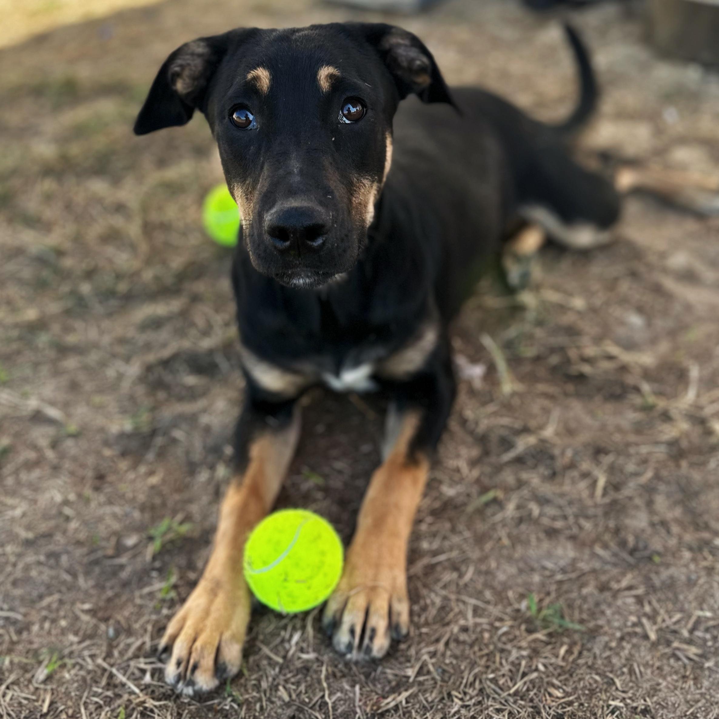 Olive, a Adoptable mixed breed in Valdosta, GA image 6/6