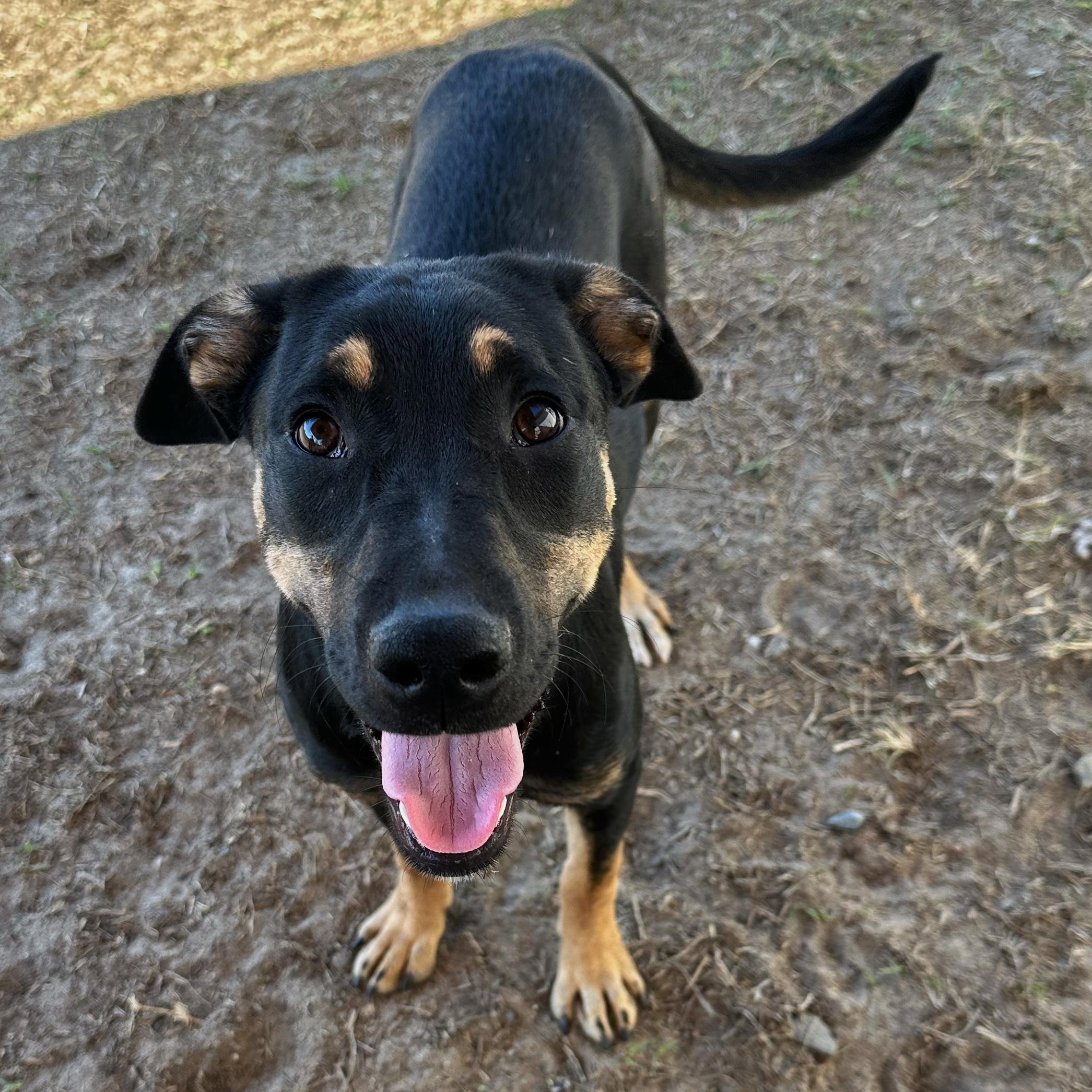 Olive, a Adoptable mixed breed in Valdosta, GA image 3/6