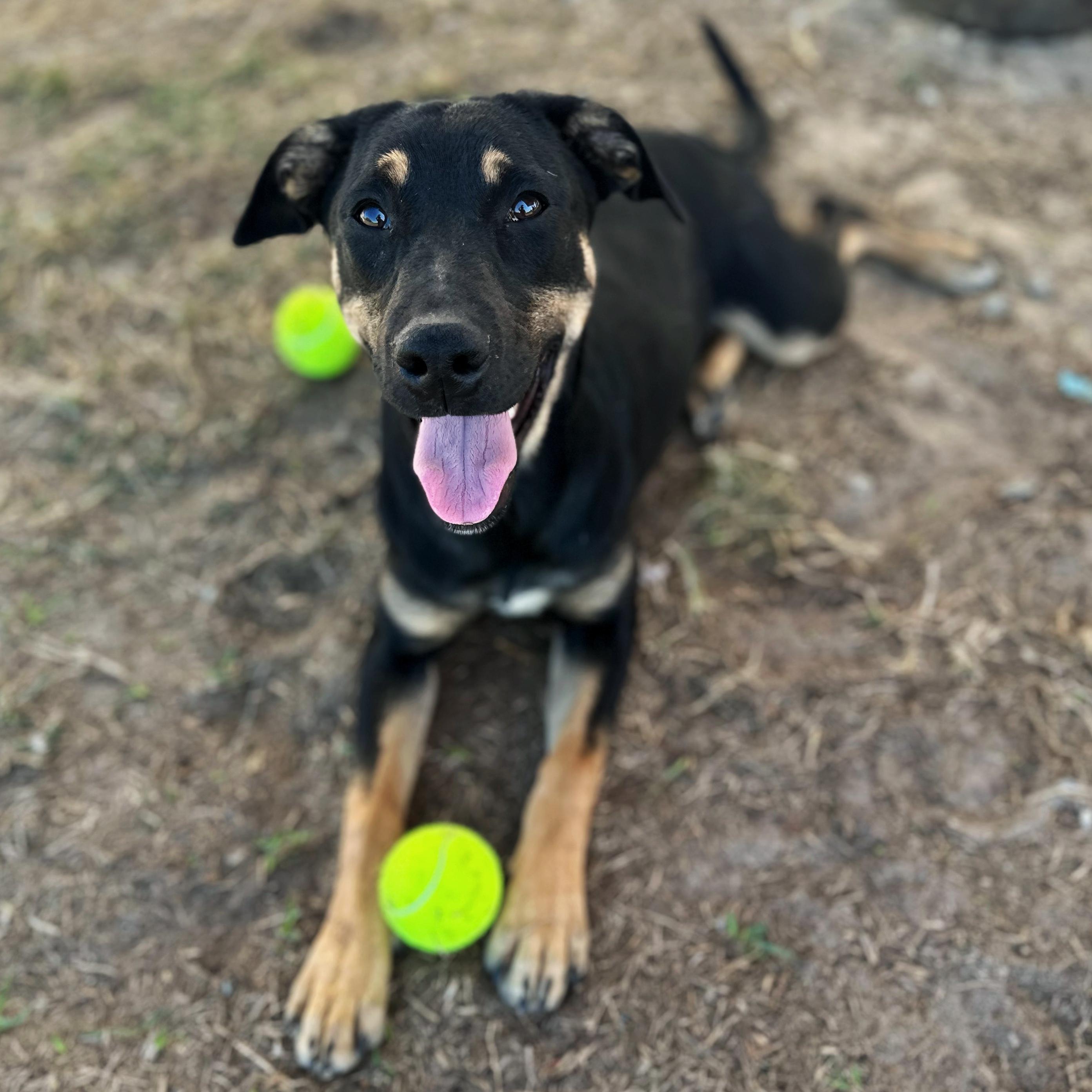 Olive, a Adoptable mixed breed in Valdosta, GA image 2/6