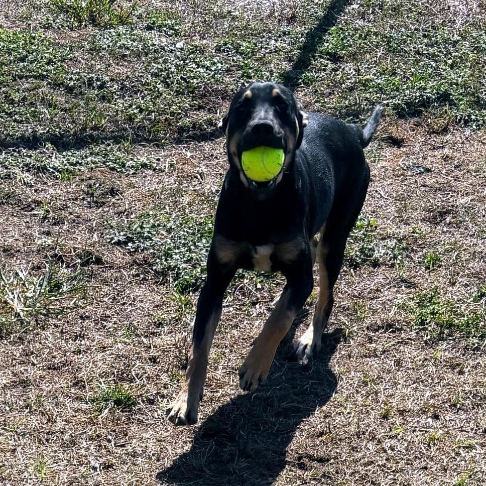 Olive, a Adoptable mixed breed in Valdosta, GA image 5/6