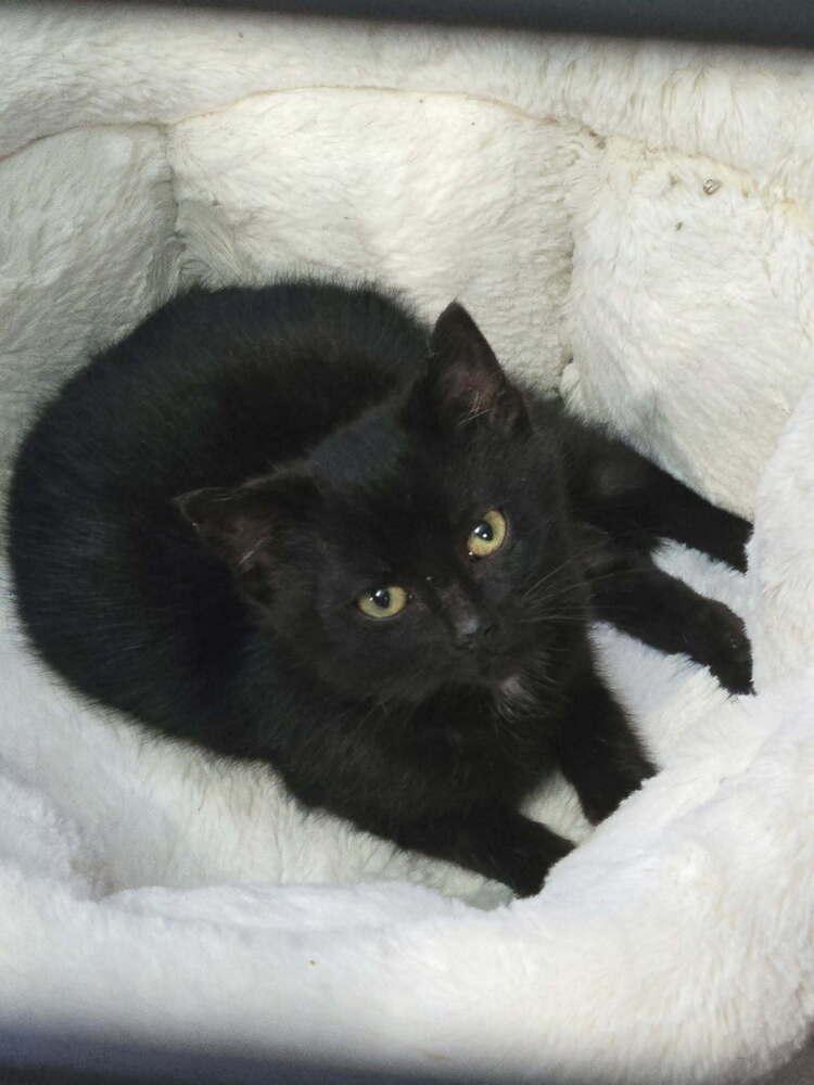 Enlarge Lorelei, a Adoptable Domestic Short Hair in Springdale, PA image 1/2