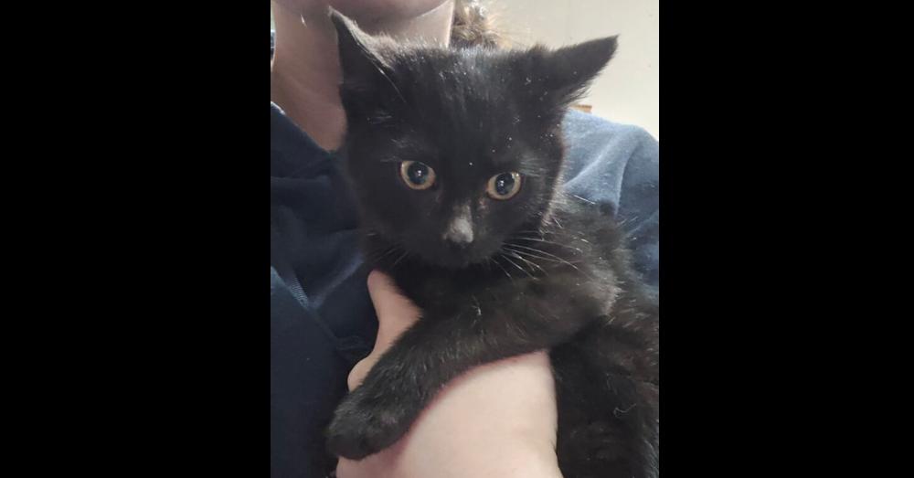 Enlarge Lorelei, a Adoptable Domestic Short Hair in Springdale, PA image 2/2