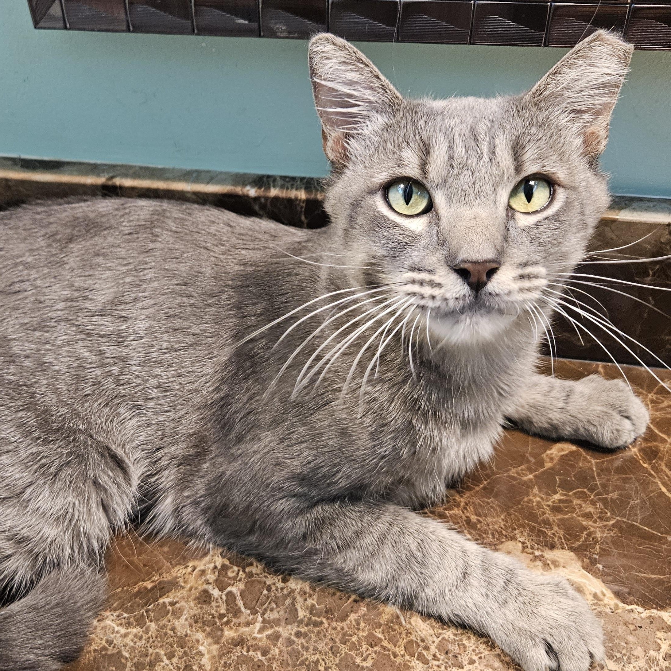 Junior, adopted, Young Male Domestic Short Hair.