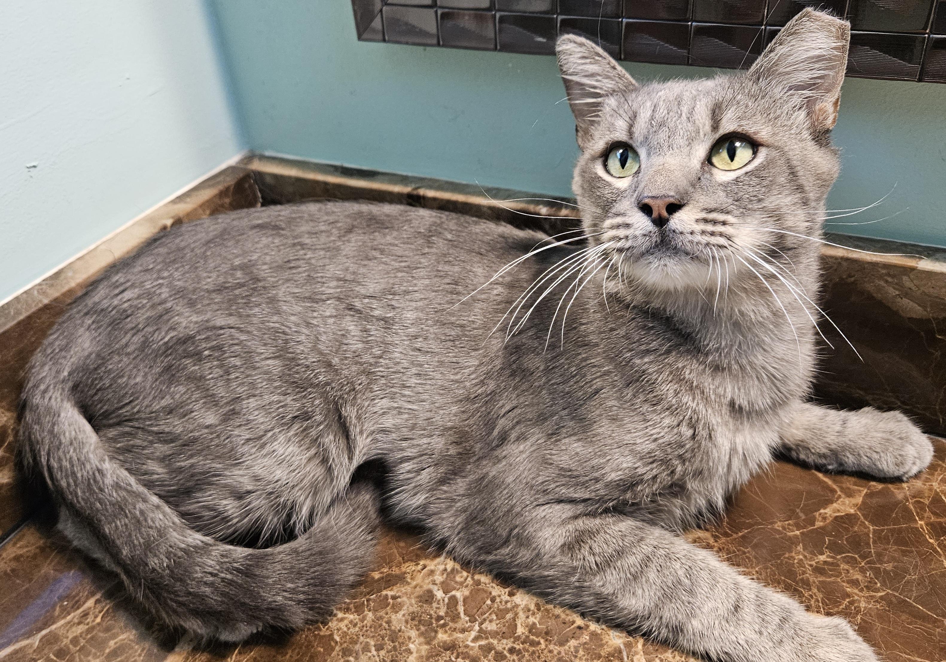 Junior, an adopted Domestic Short Hair in Chandler, AZ image 4/4