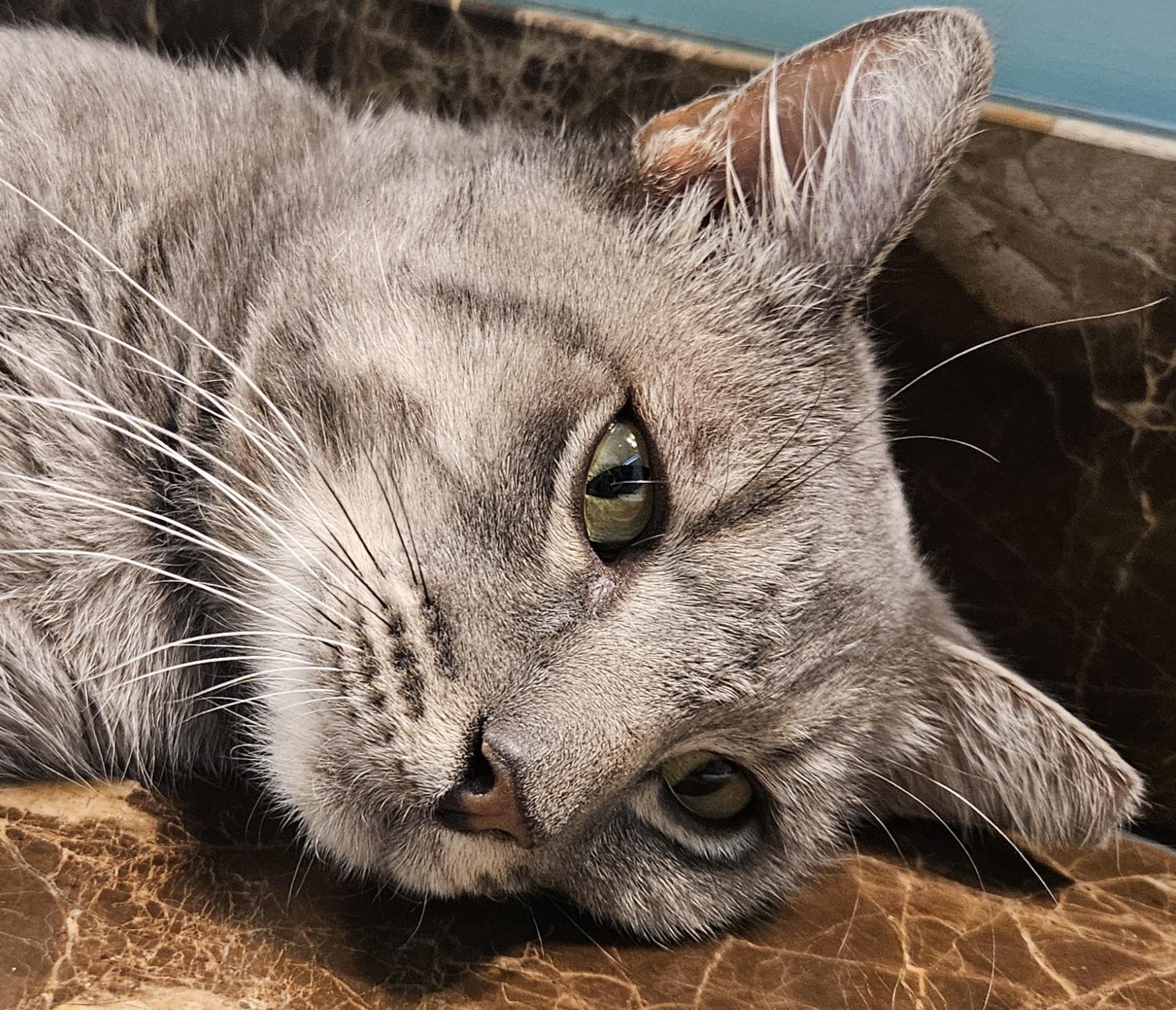 Junior, an adopted Domestic Short Hair in Chandler, AZ image 3/4