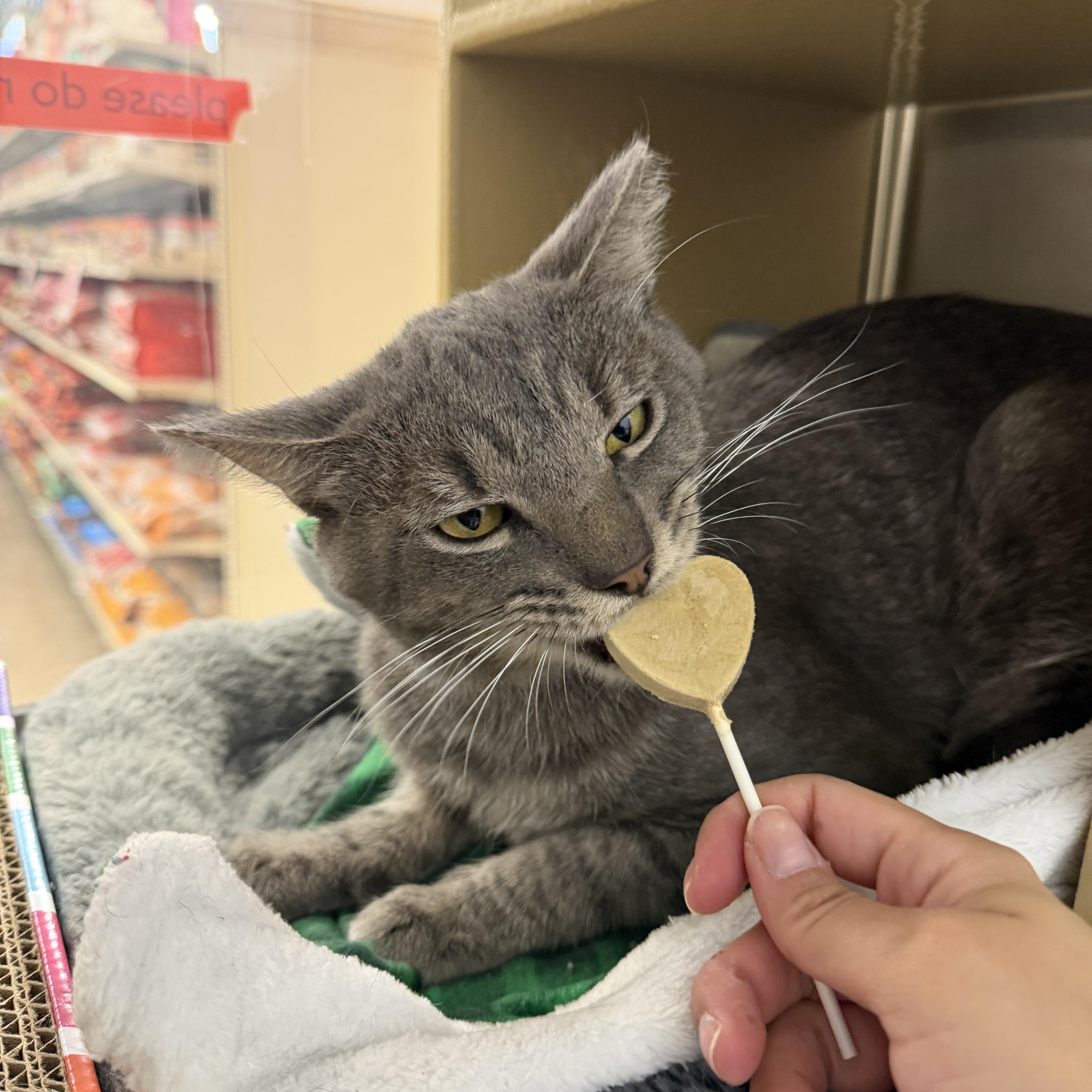 Junior, an adopted Domestic Short Hair in Chandler, AZ image 2/4