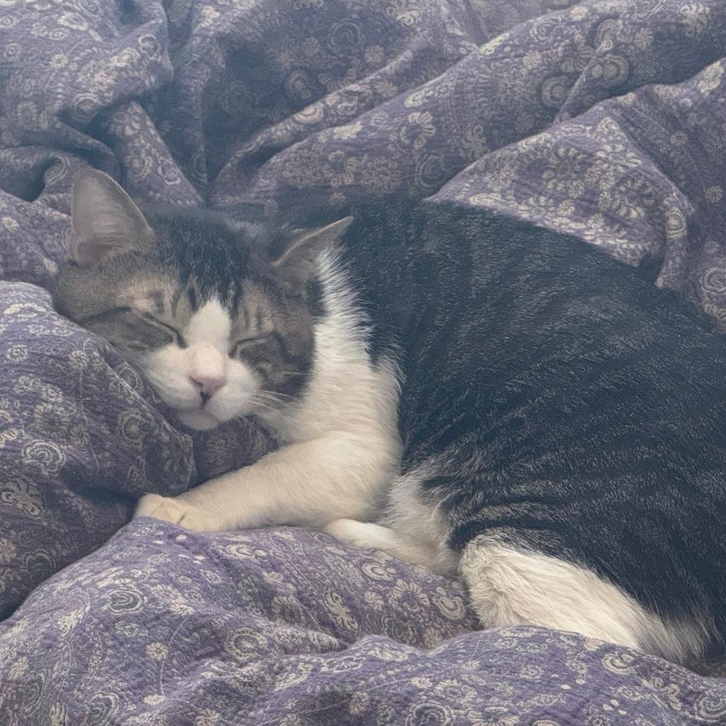 Meadow, Adoptable, Senior Male Domestic Short Hair.