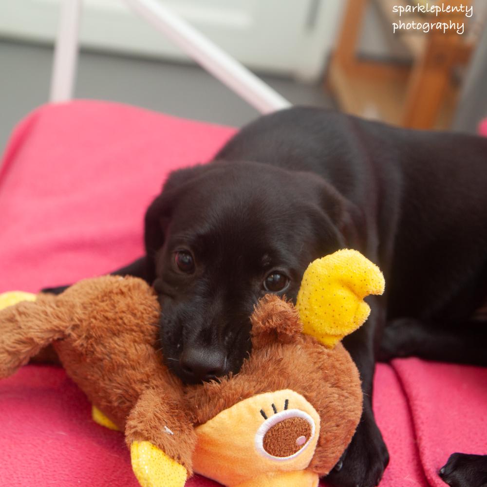 Bruno, an adoptable Mixed Breed in Ridgefield, CT image 3/3