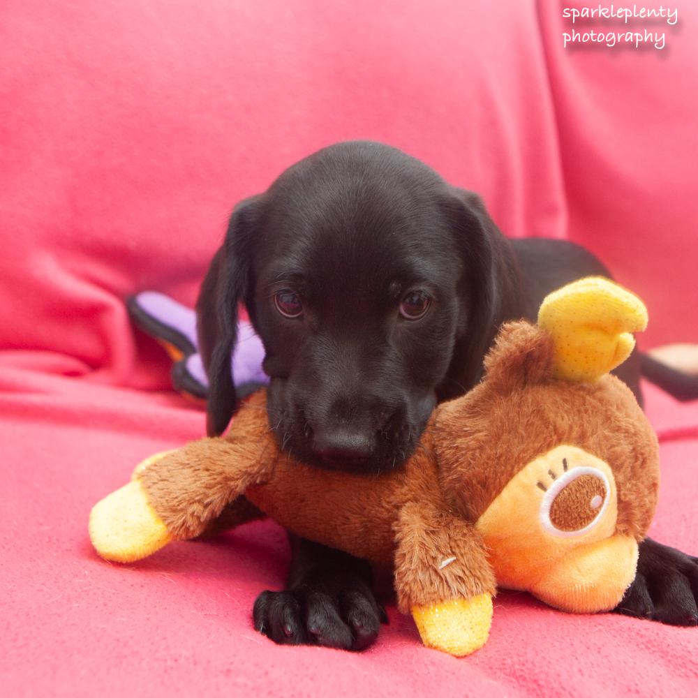Bruno, an adoptable Mixed Breed in Ridgefield, CT image 2/3