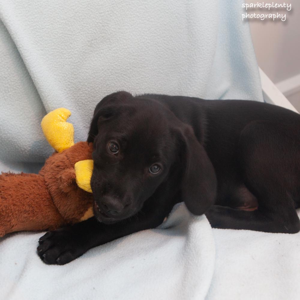 Bruno, an adoptable Mixed Breed in Ridgefield, CT image 1/3