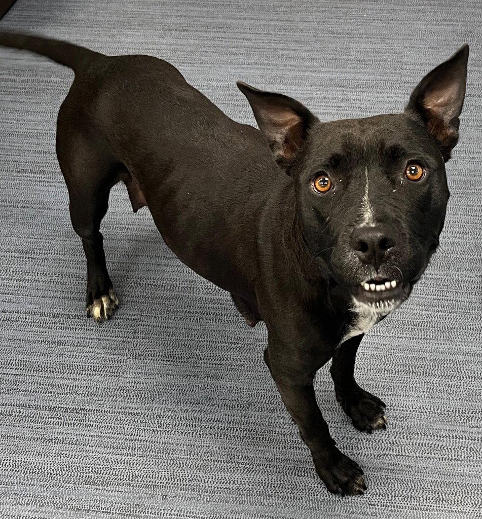 26-224 Lucy, Adoptable, Adult Female Pit Bull Terrier.
