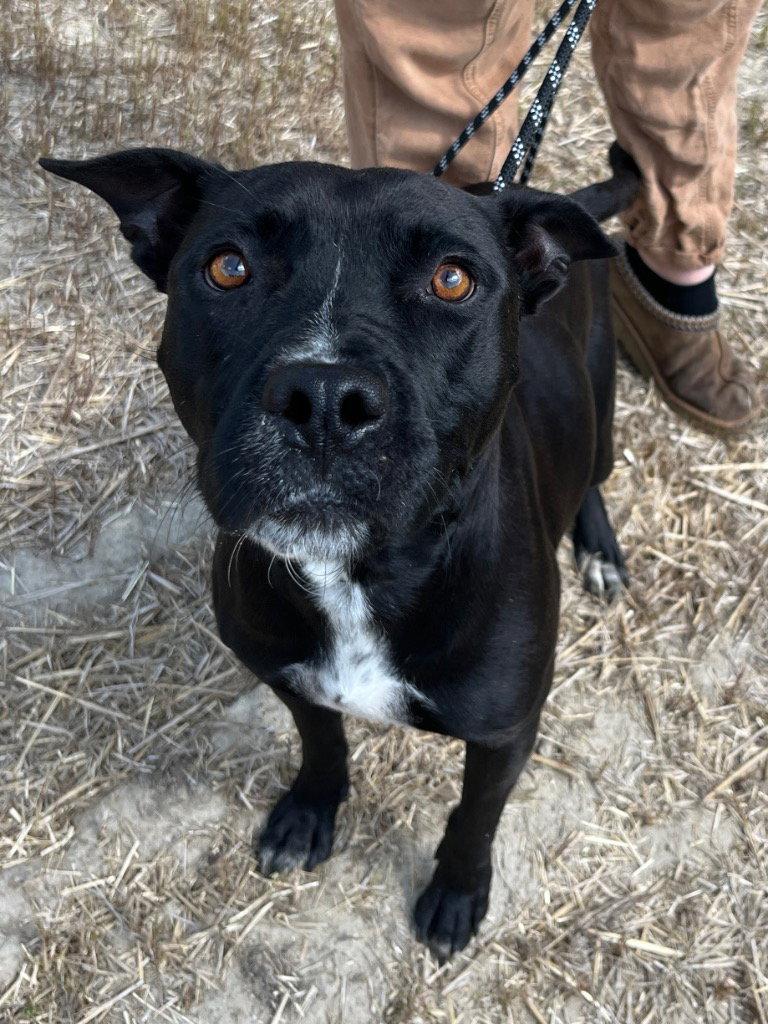 Enlarge 26-224 Lucy, a Adoptable Pit Bull Terrier in Tarboro, NC image 2/3