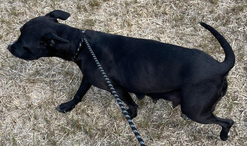 Enlarge 26-224 Lucy, a Adoptable Pit Bull Terrier in Tarboro, NC image 3/3